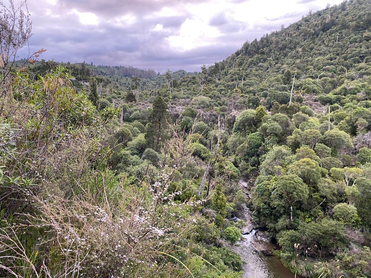 Pokaka Mill Campsite image 2