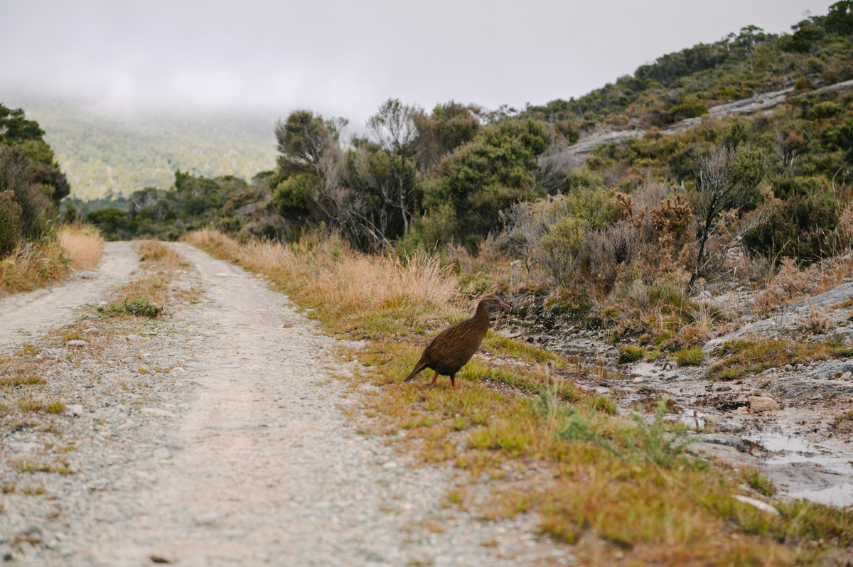 Denniston (Alternative route) - 4WD & Overland Route in West Coast, NZ