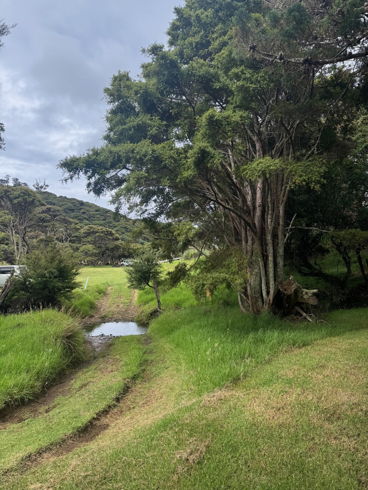 Harataonga Campsite image 5