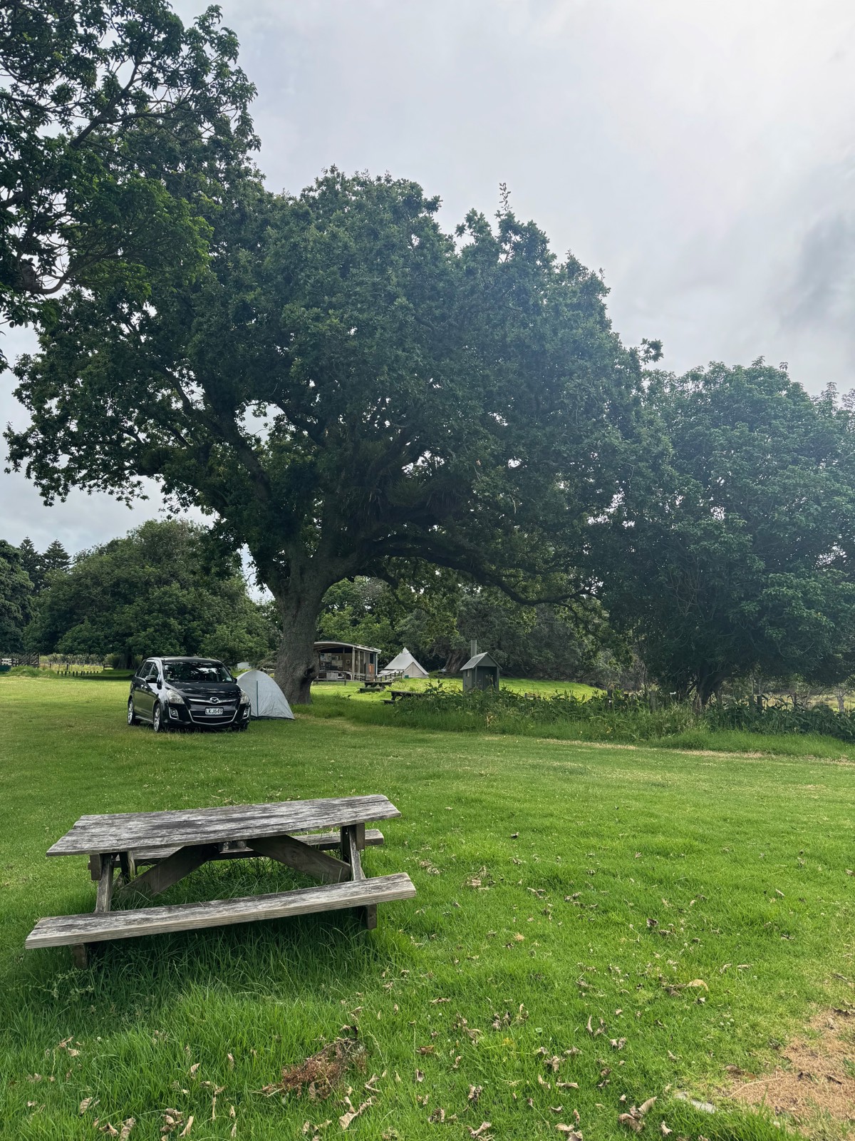 Harataonga Campsite image 2