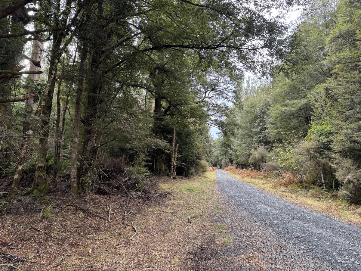 Rangatua Forest image 6
