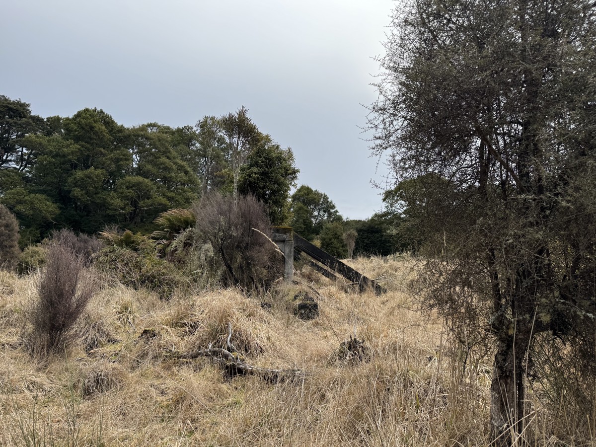 Rangatua Forest image 5