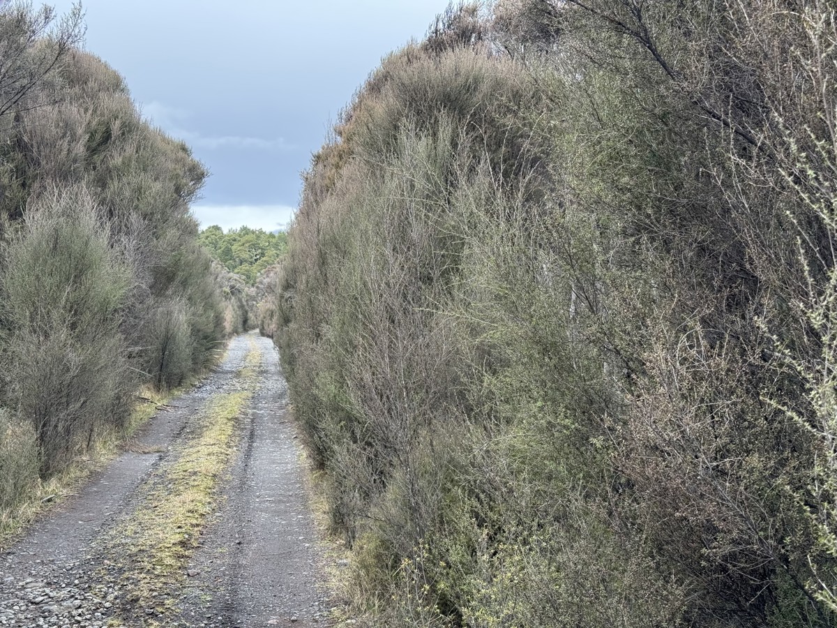 Rangatua Forest image 4