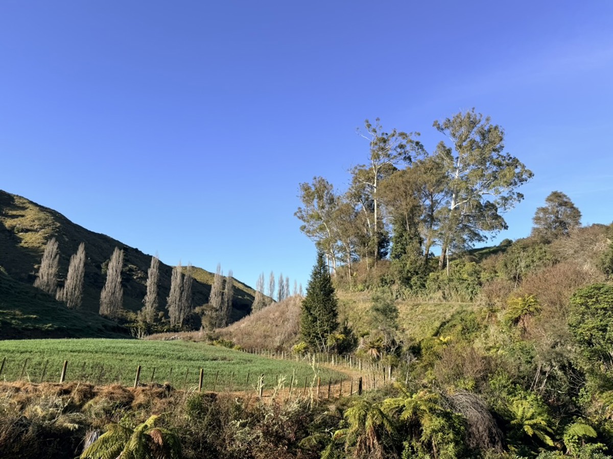 Ruatiti Road image 3