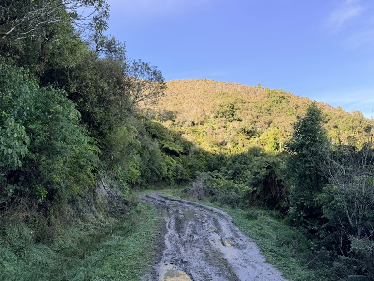 Murumuru Track image 4