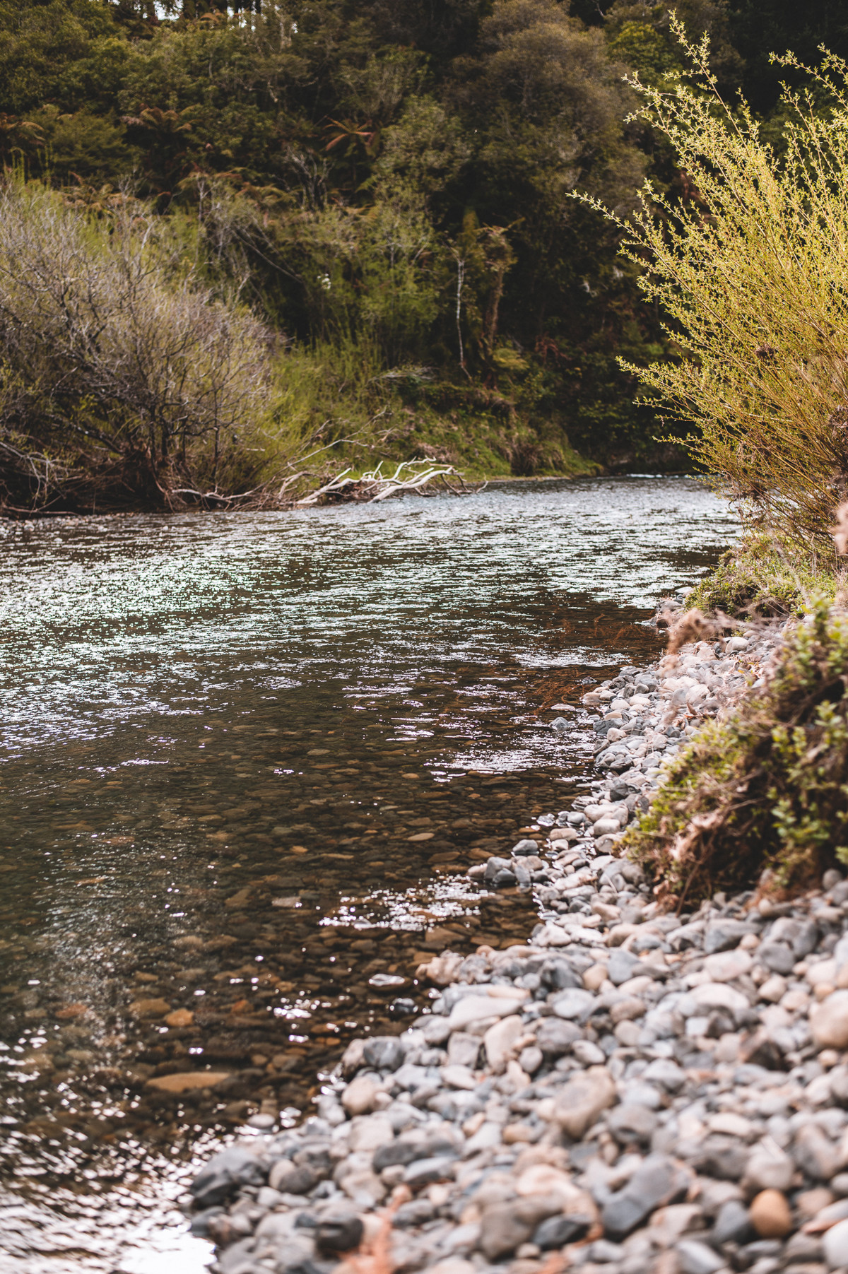 Ngaupokotangata Stream image 1