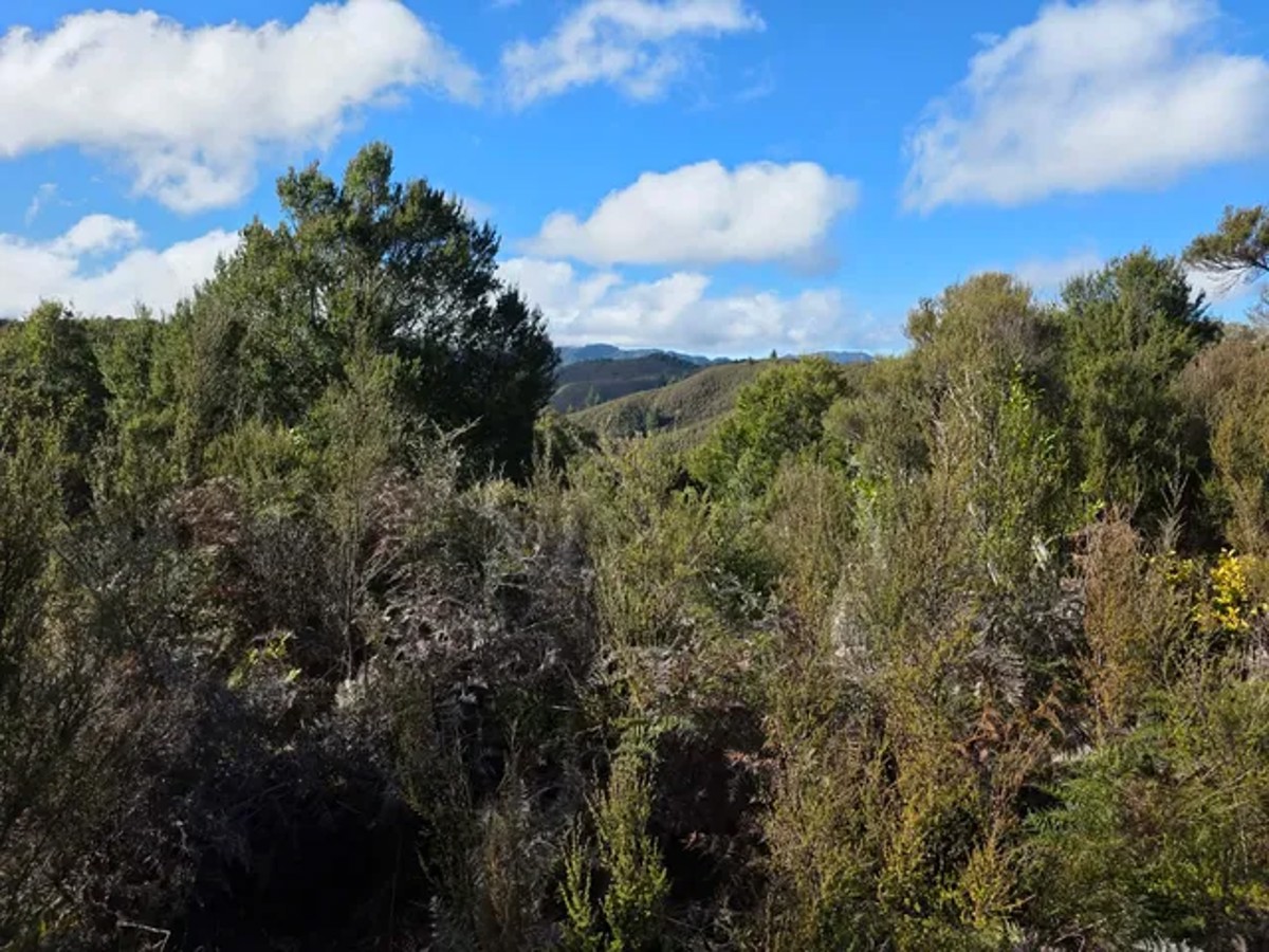 Whirinaki Forest image 2