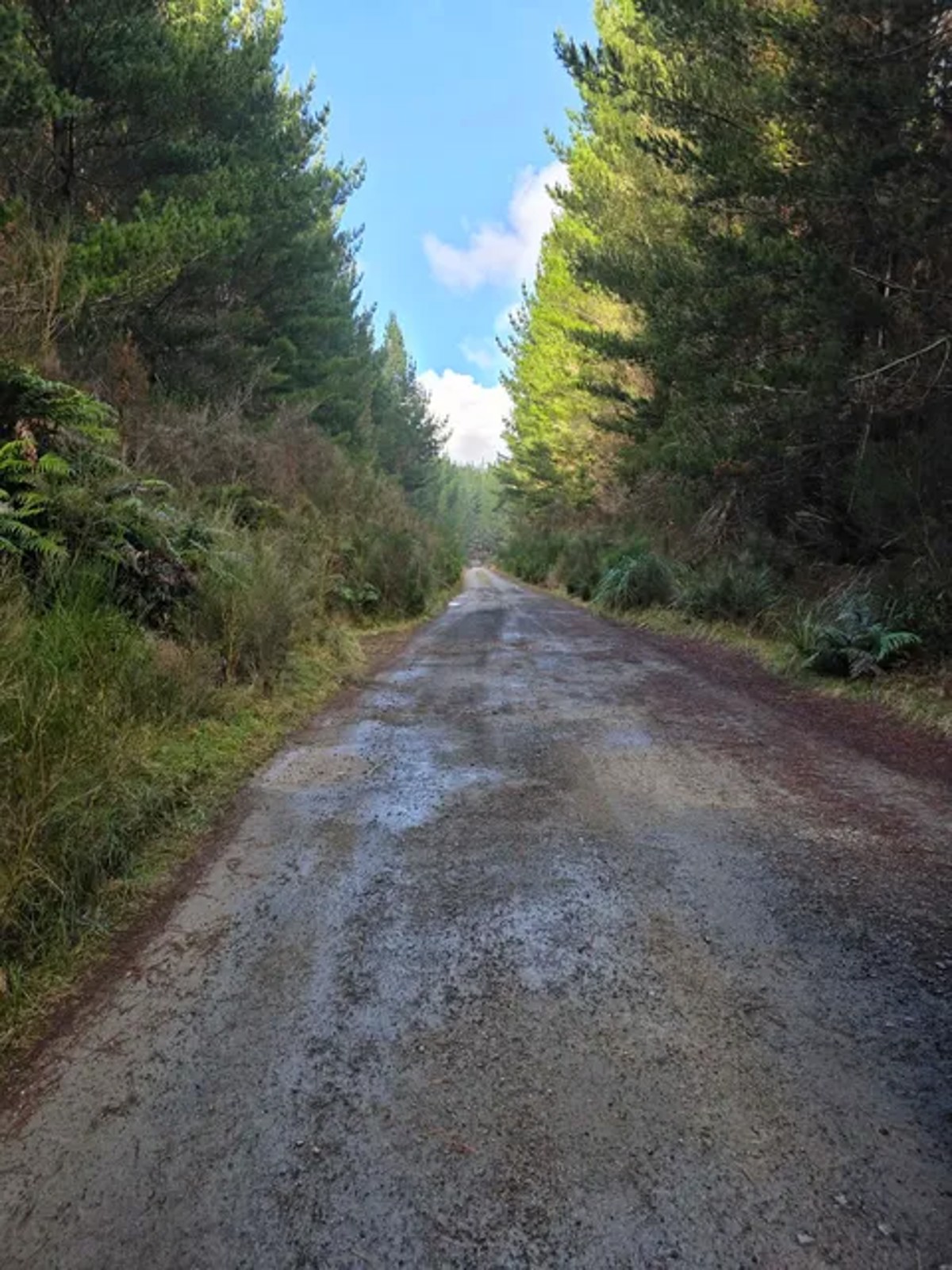 Whirinaki Forest image 4