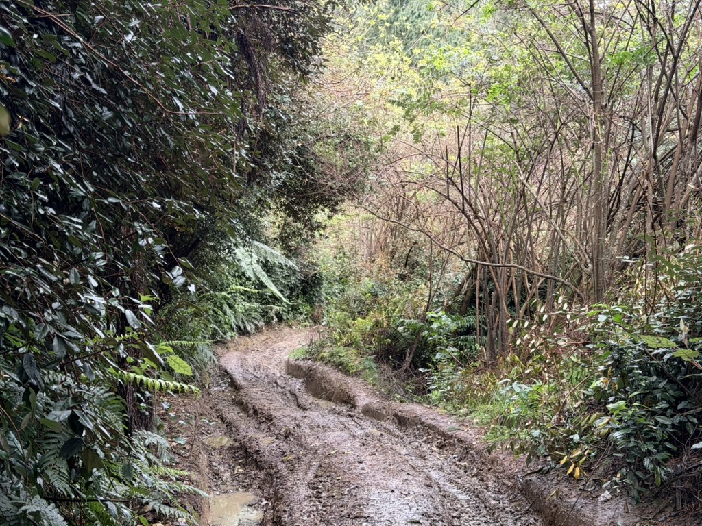 Makairo Track image 4