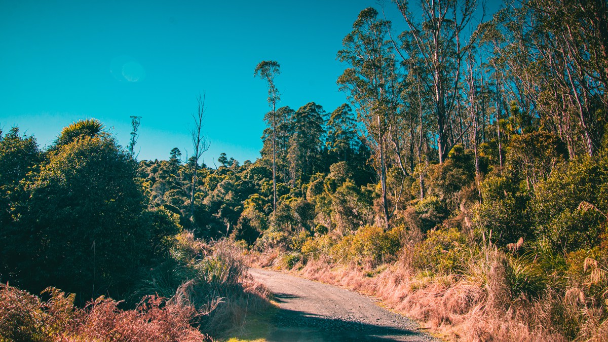 Pokaka Mill Campsite Road image 8