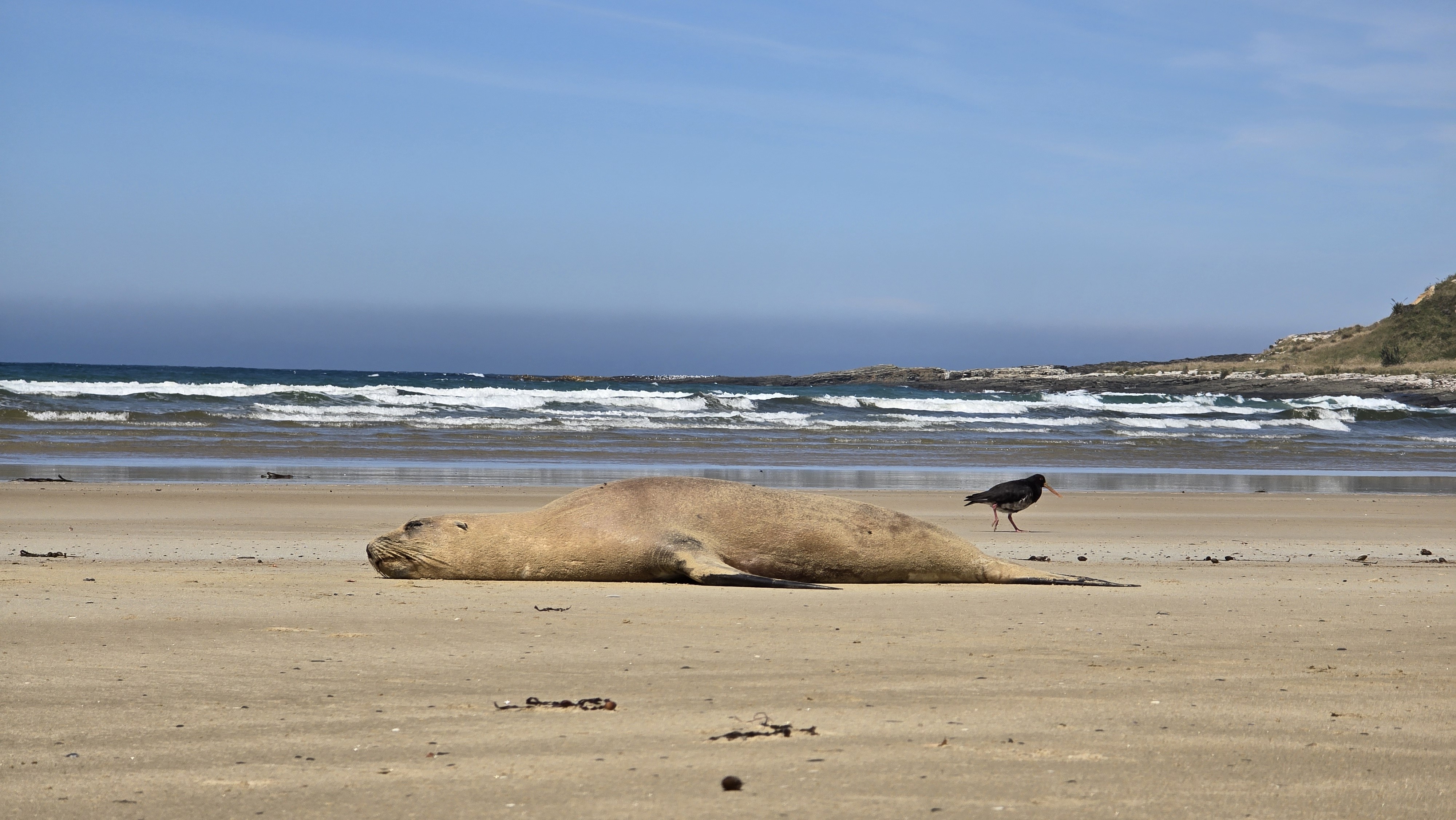 Purakaunui Bay Campsite image 3