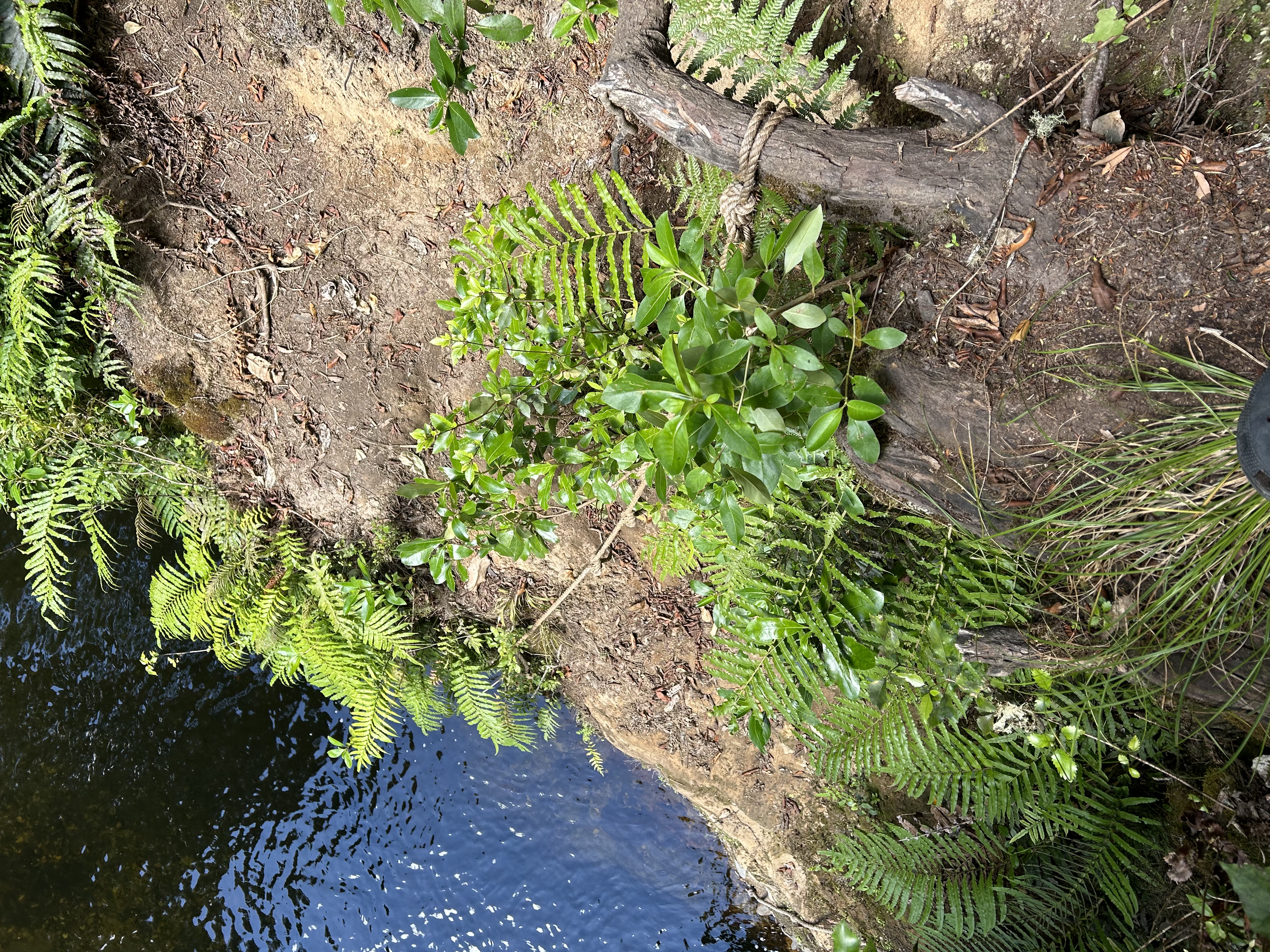 Kakaho Campsite image 8