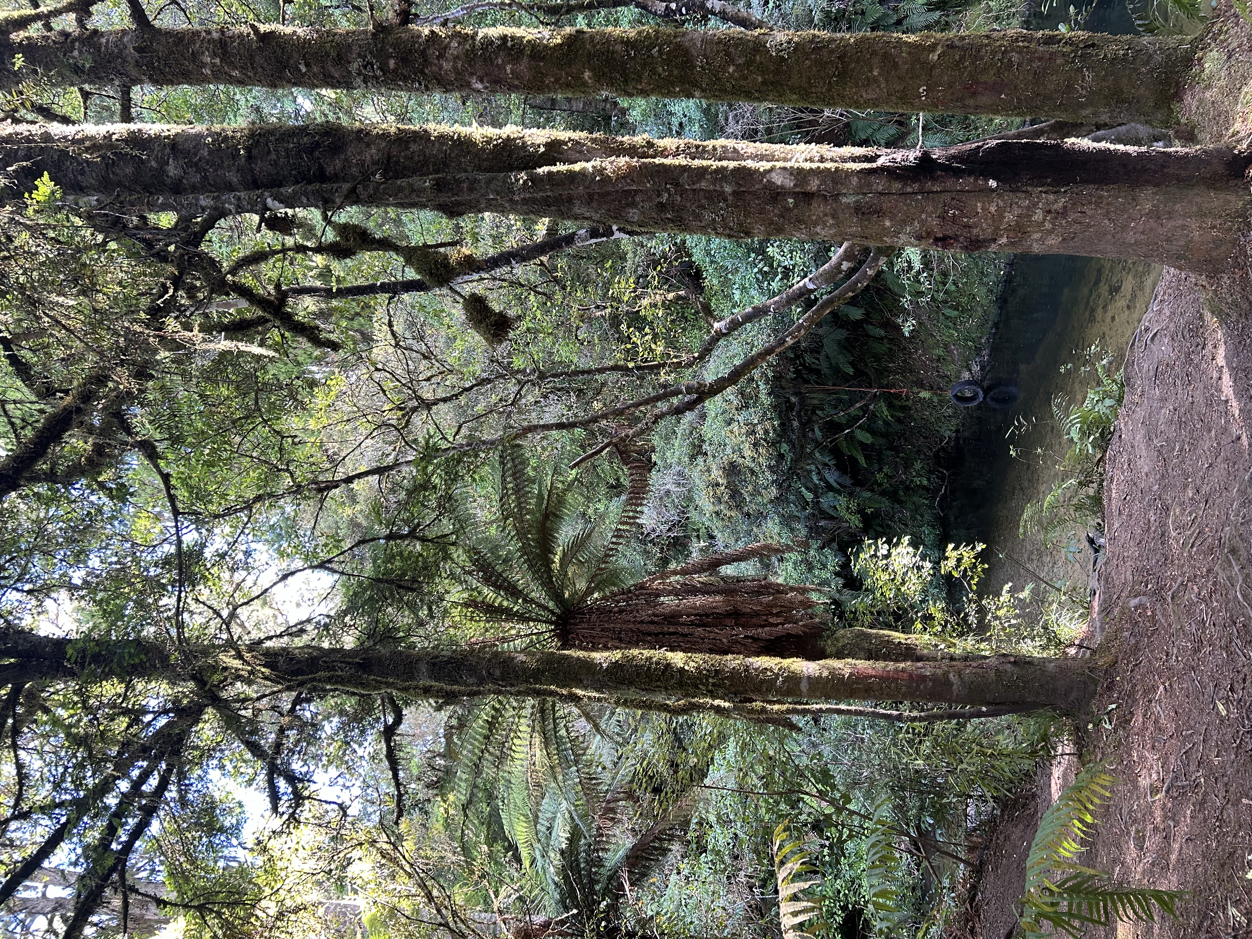 Kakaho Campsite image 7