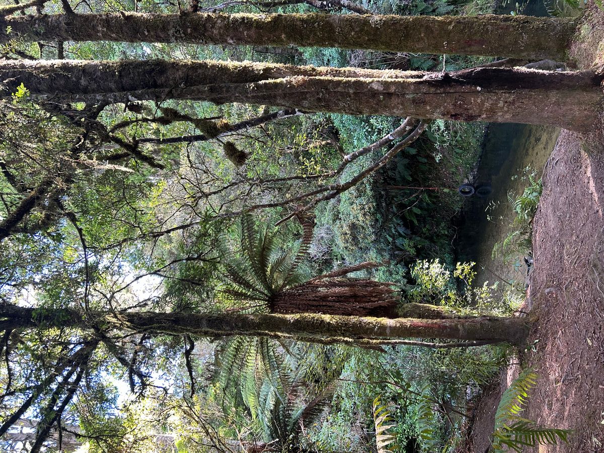 Kakaho Campsite image 4