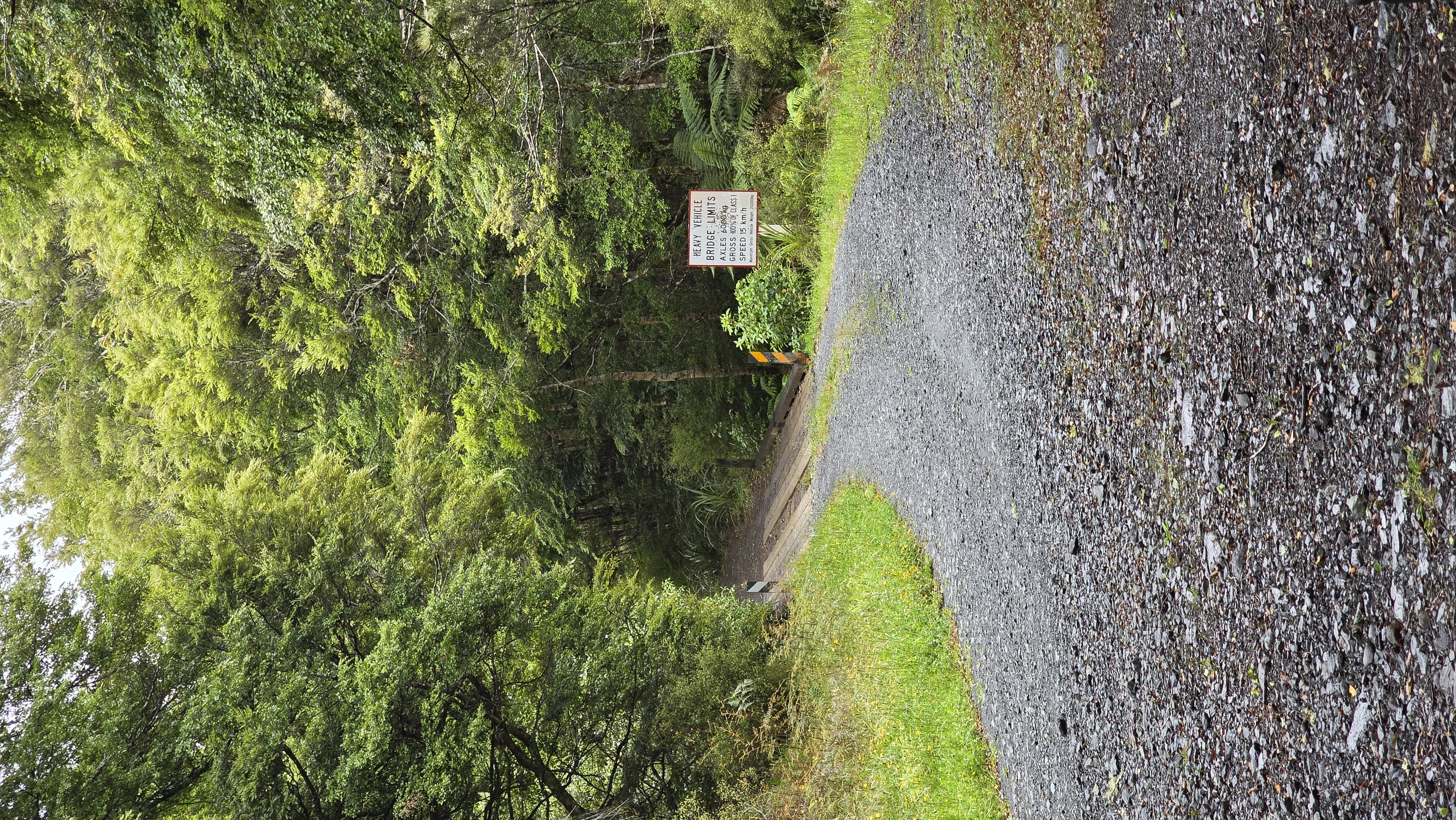 Rangatua Forest image 1