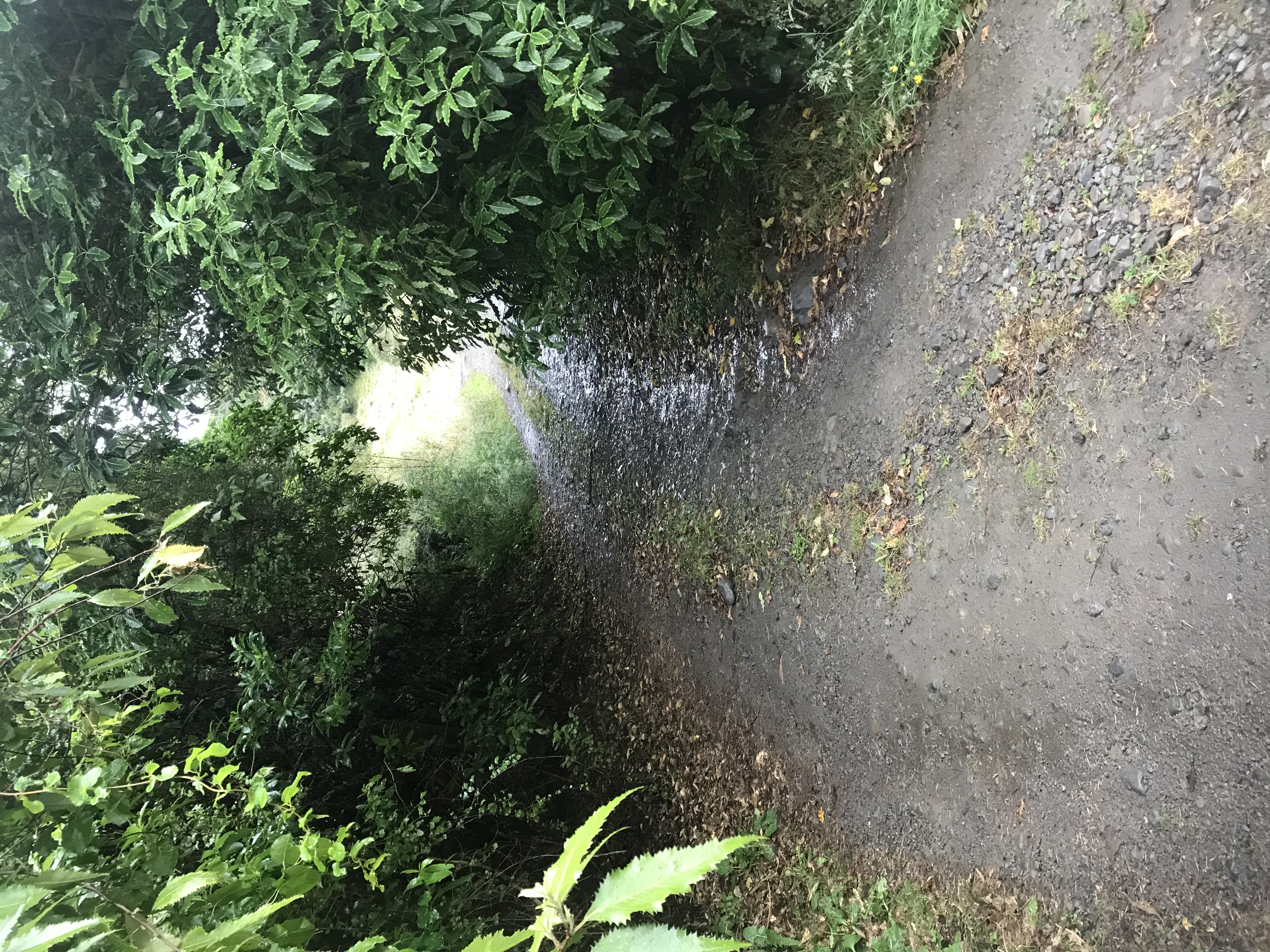 Piripiri Campsite image 5