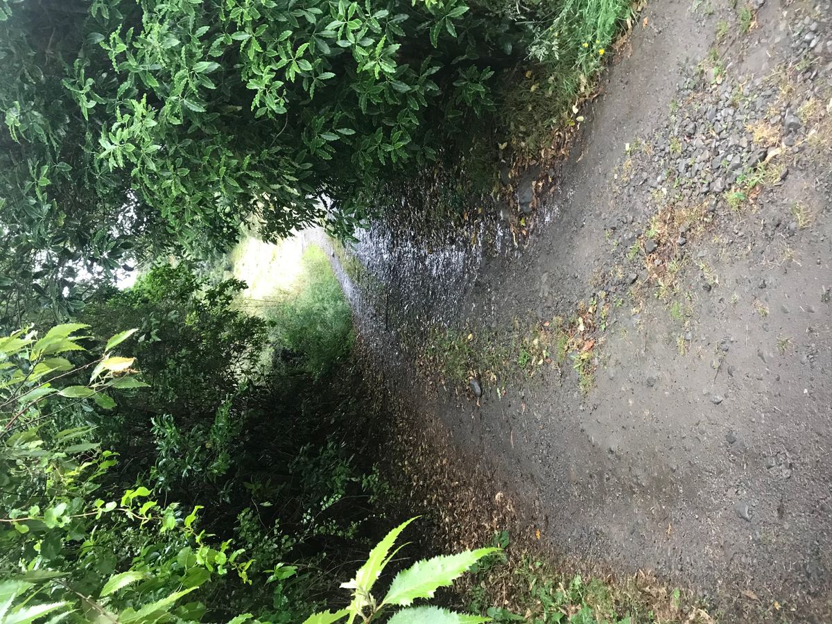 Piripiri Campsite image 5