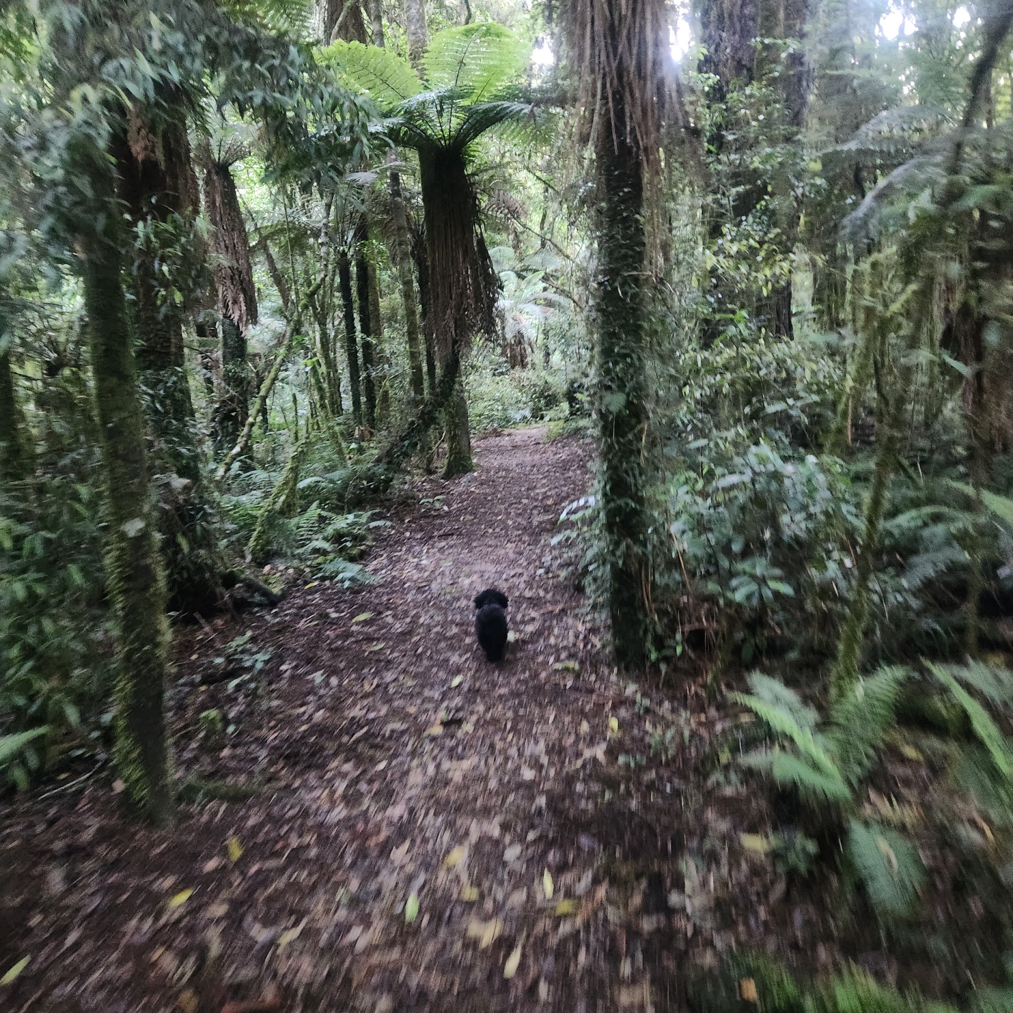 Piropiro Campsite image 6