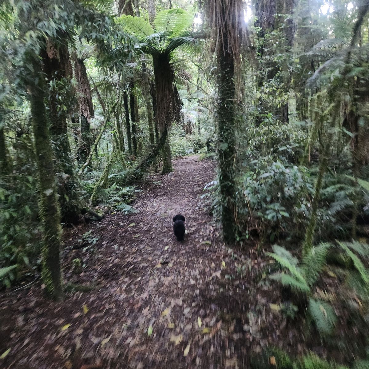 Piropiro Campsite image 6