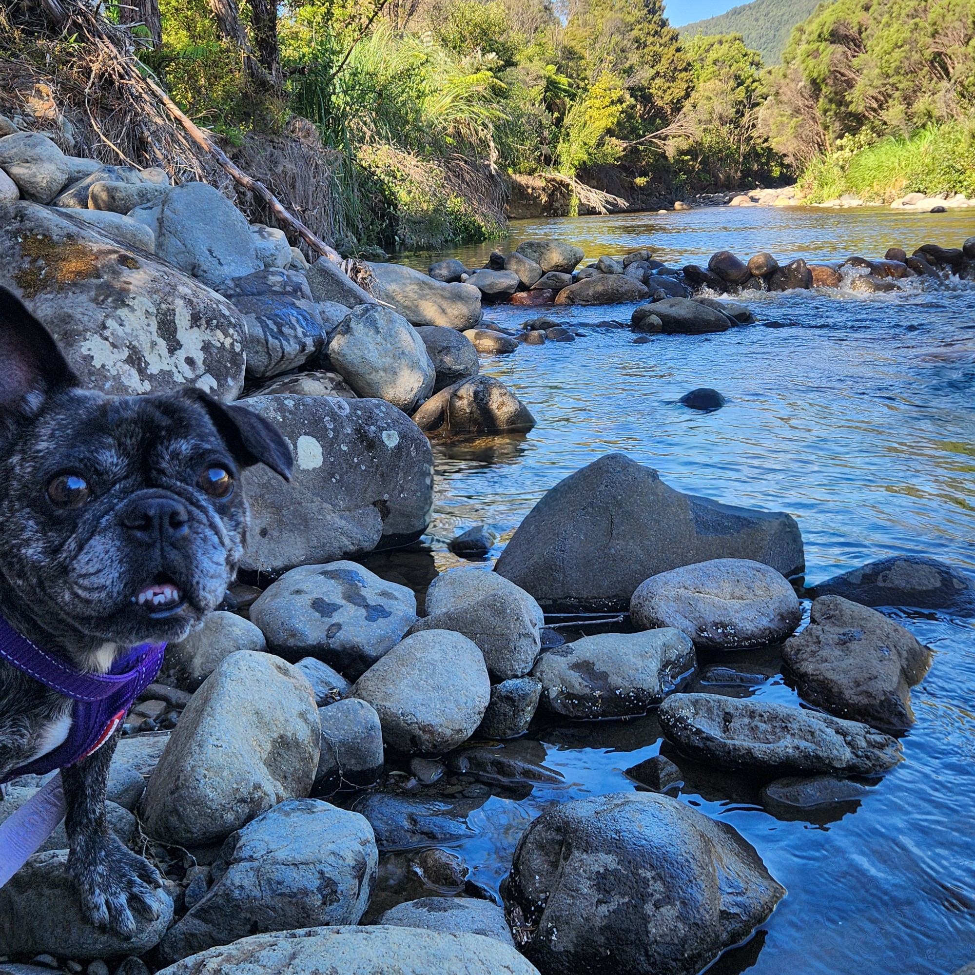 Booms Flat Campsite image 2