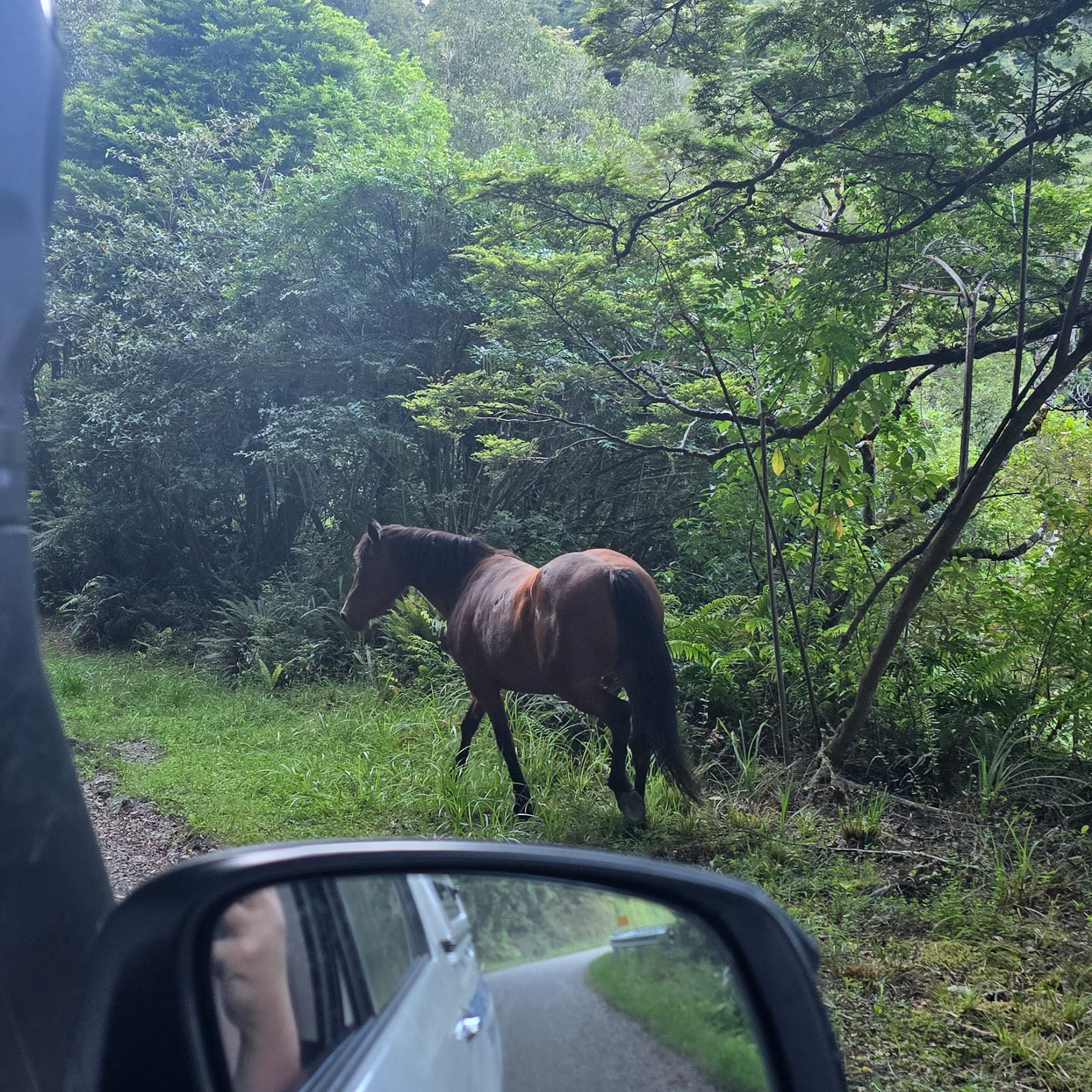 Waikaremoana Road image 5