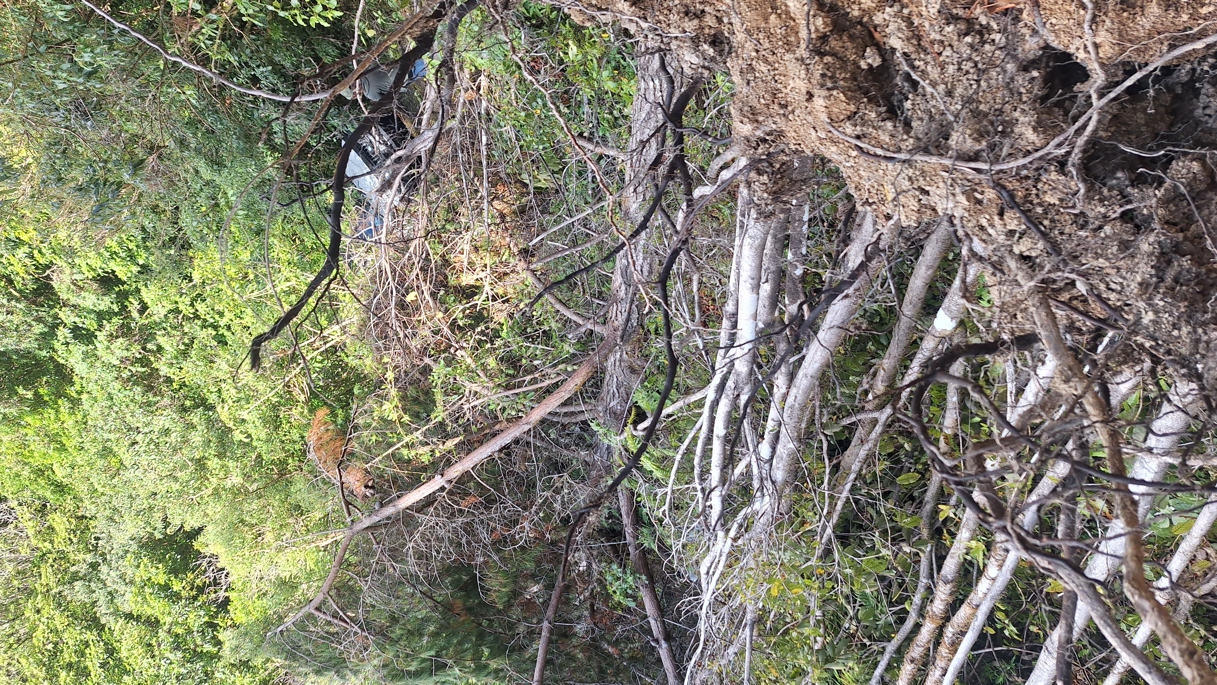 Waiohine Lookout image 6