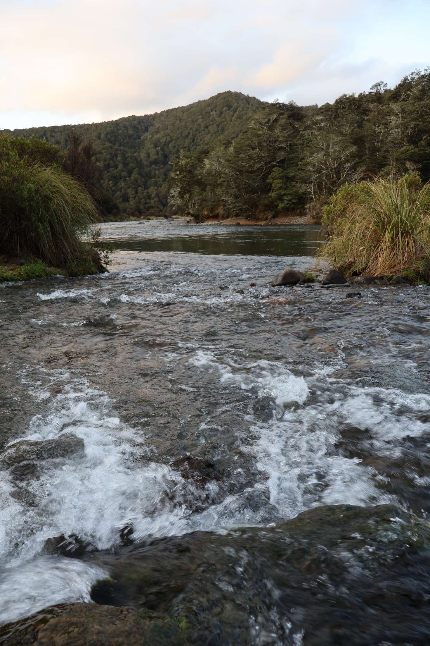 Waipakihi Campsite image 6