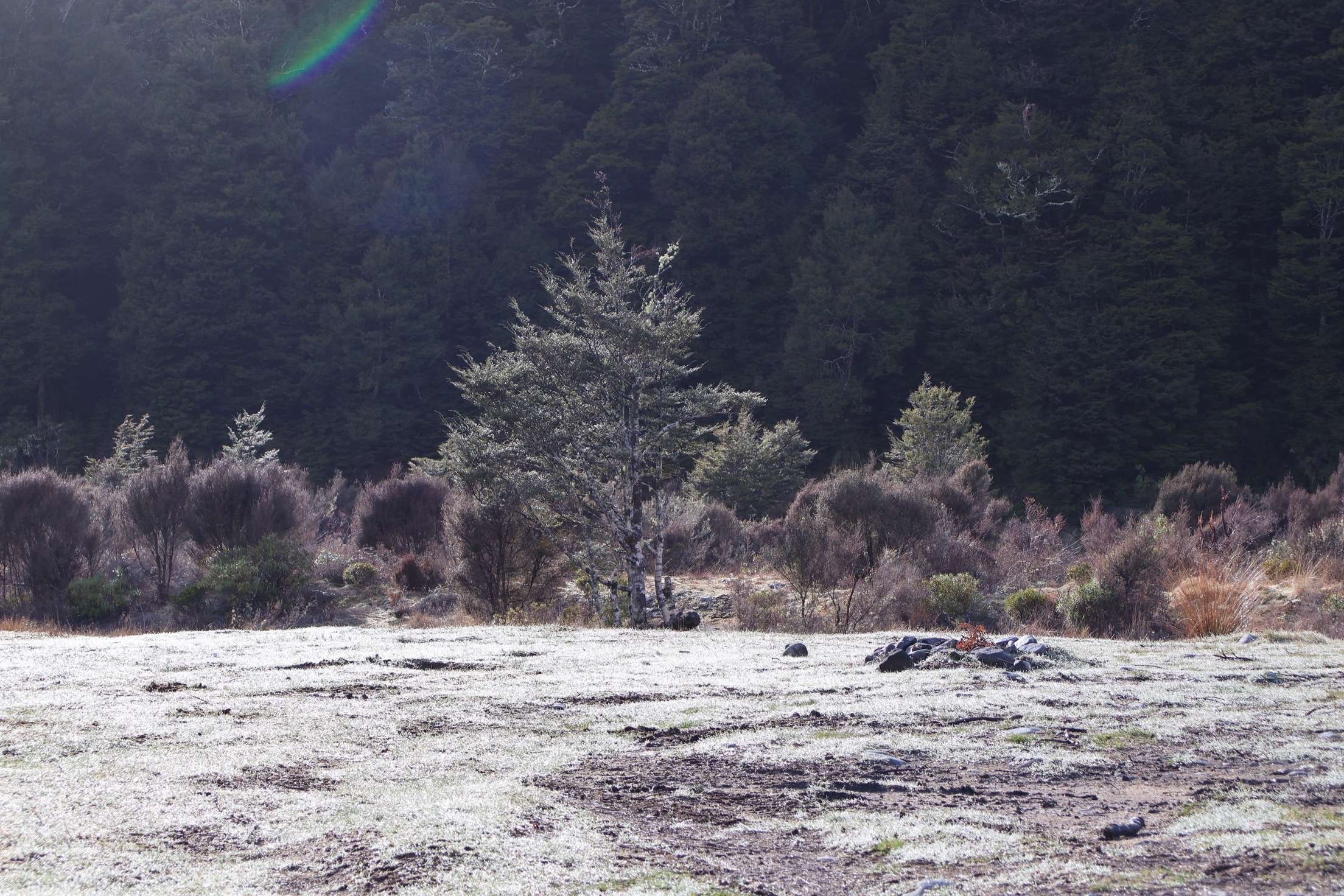 Waipakihi Campsite image 8