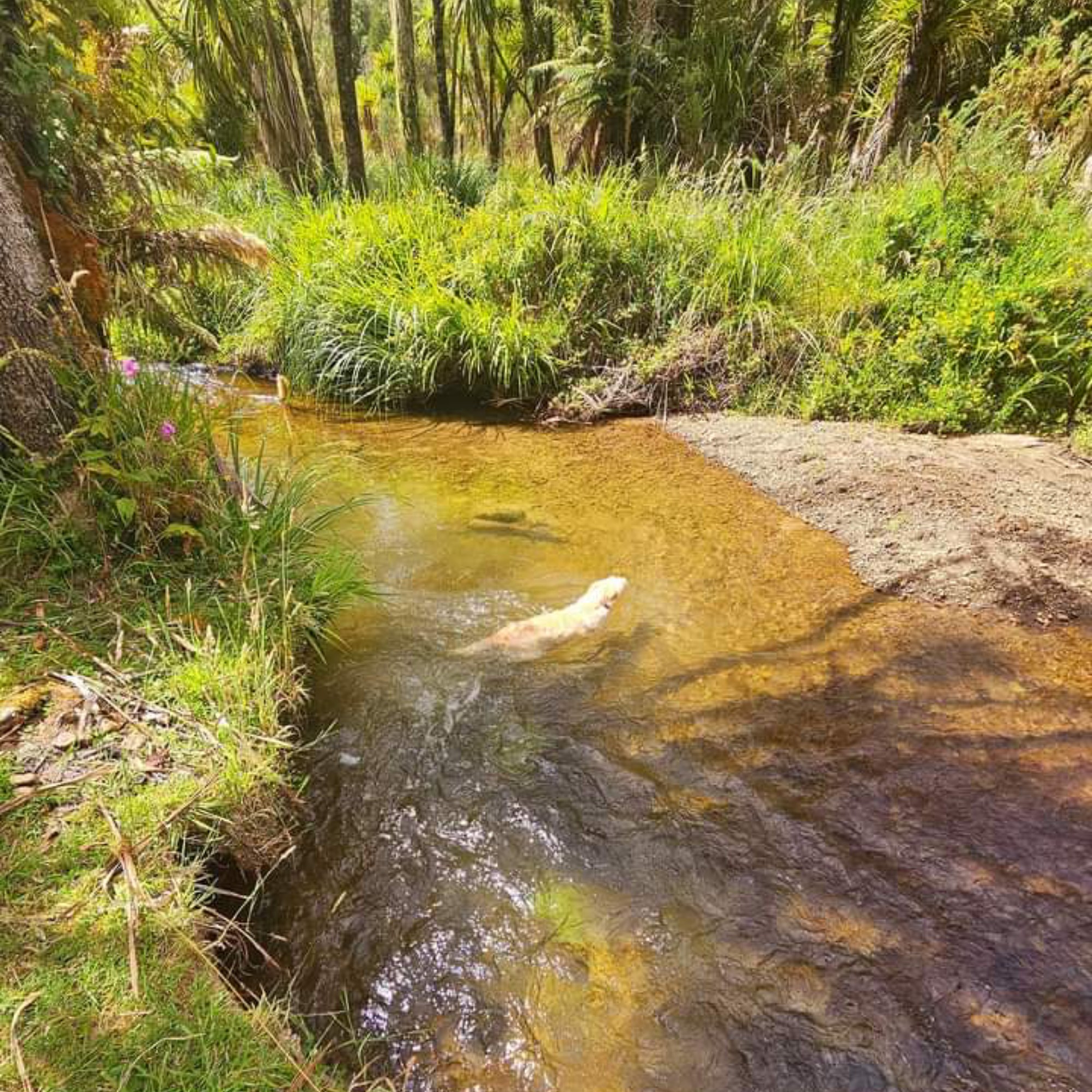 Okahu Road image 7