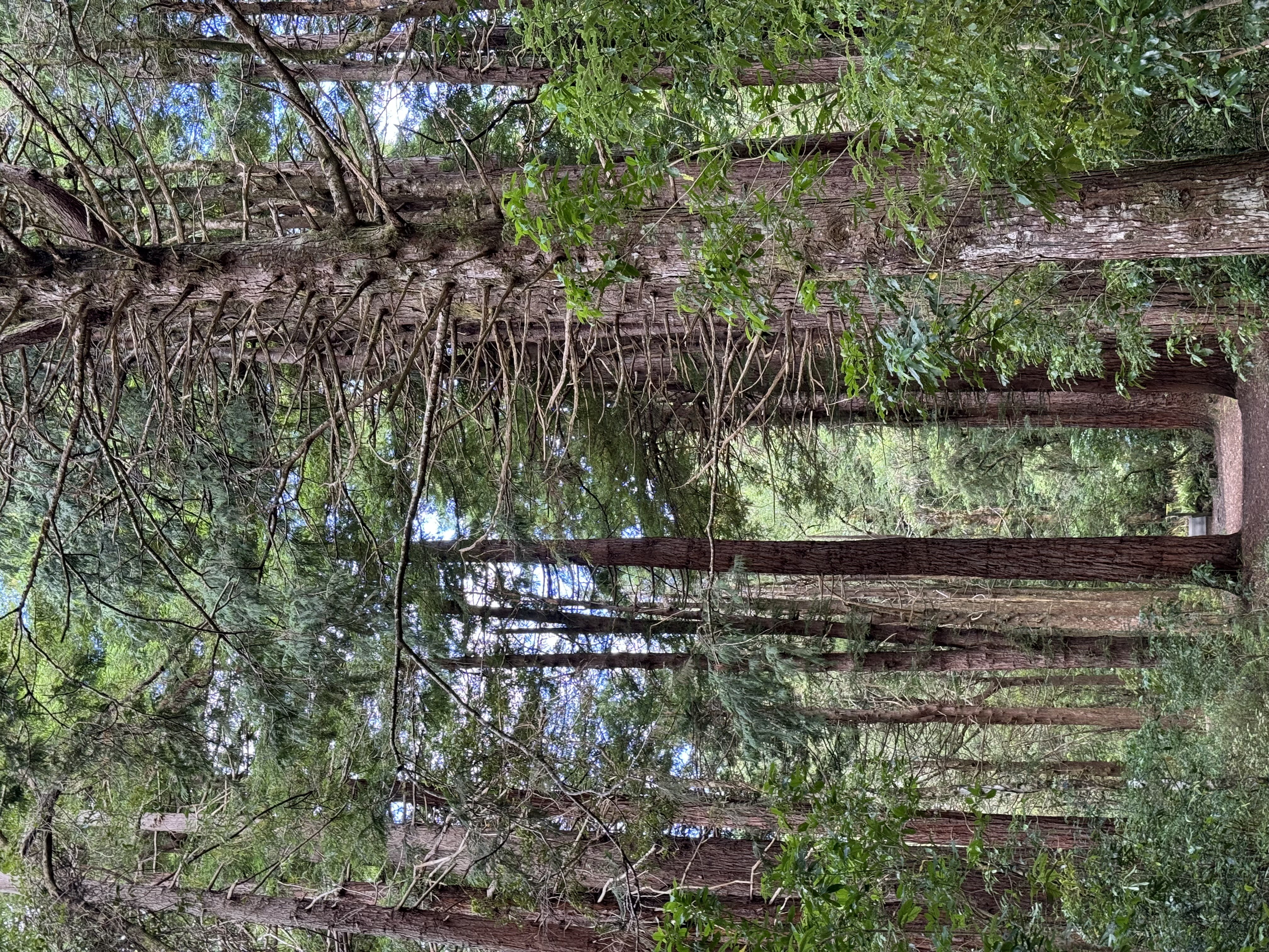 Kiriwhakapapa Campsite image 6