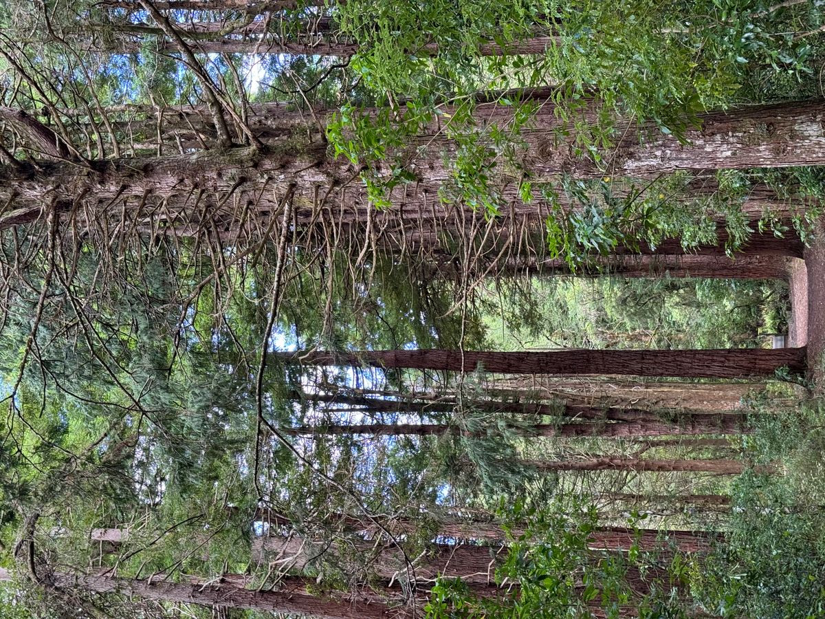 Kiriwhakapapa Campsite image 6