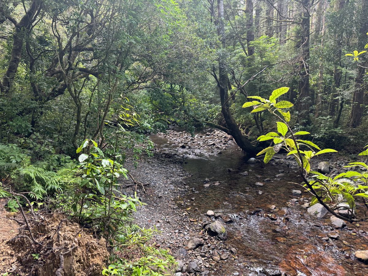 Kiriwhakapapa Campsite image 4