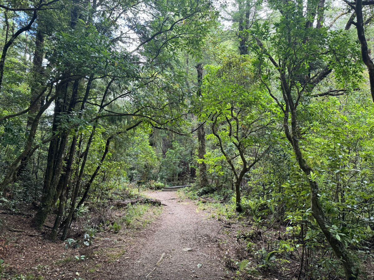 Kiriwhakapapa Campsite image 3