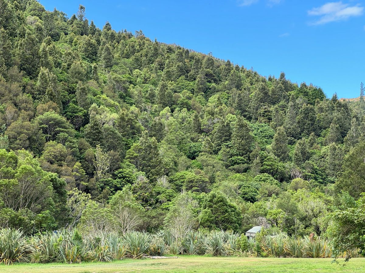 Kiriwhakapapa Campsite image 5