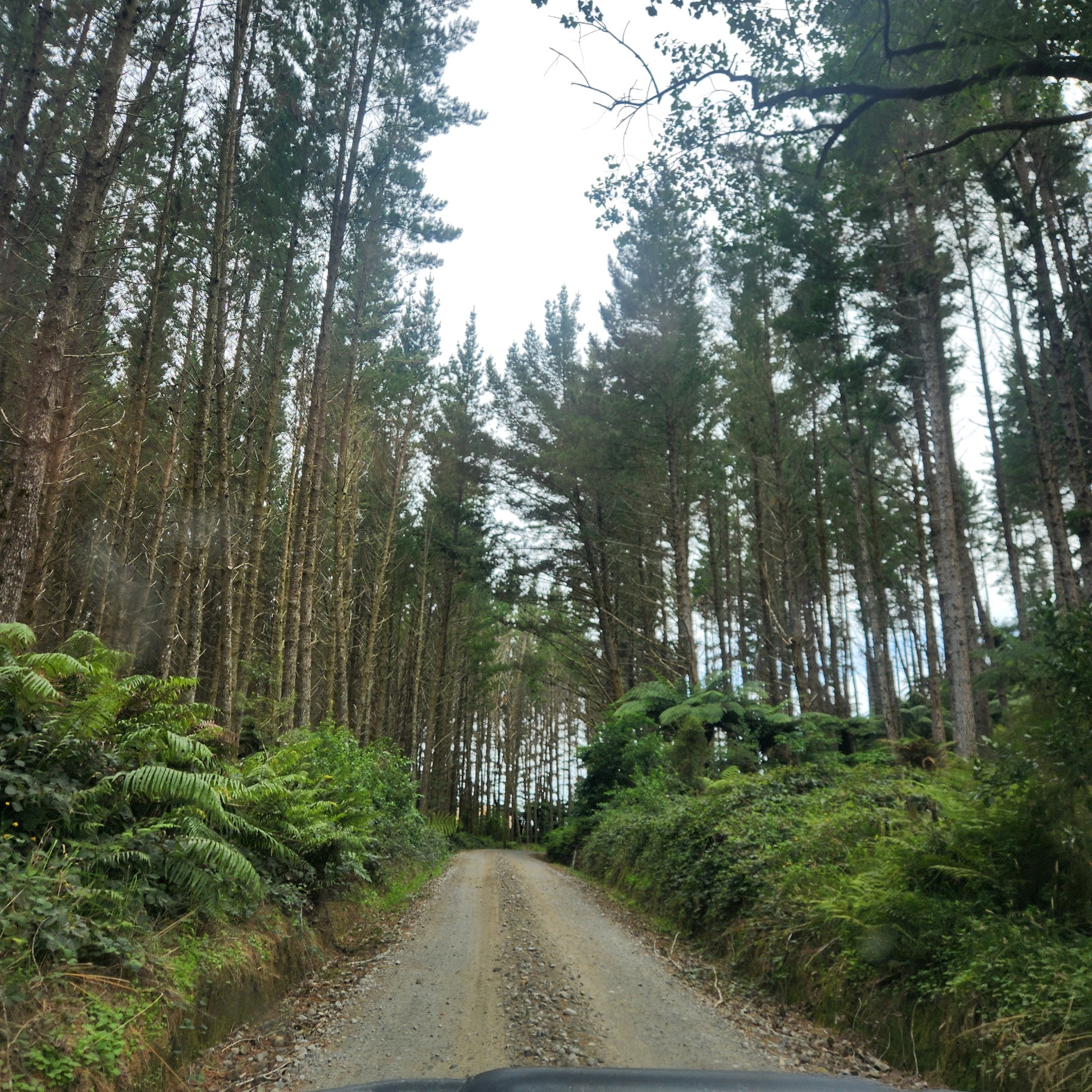 Mangaopapa Road image 3