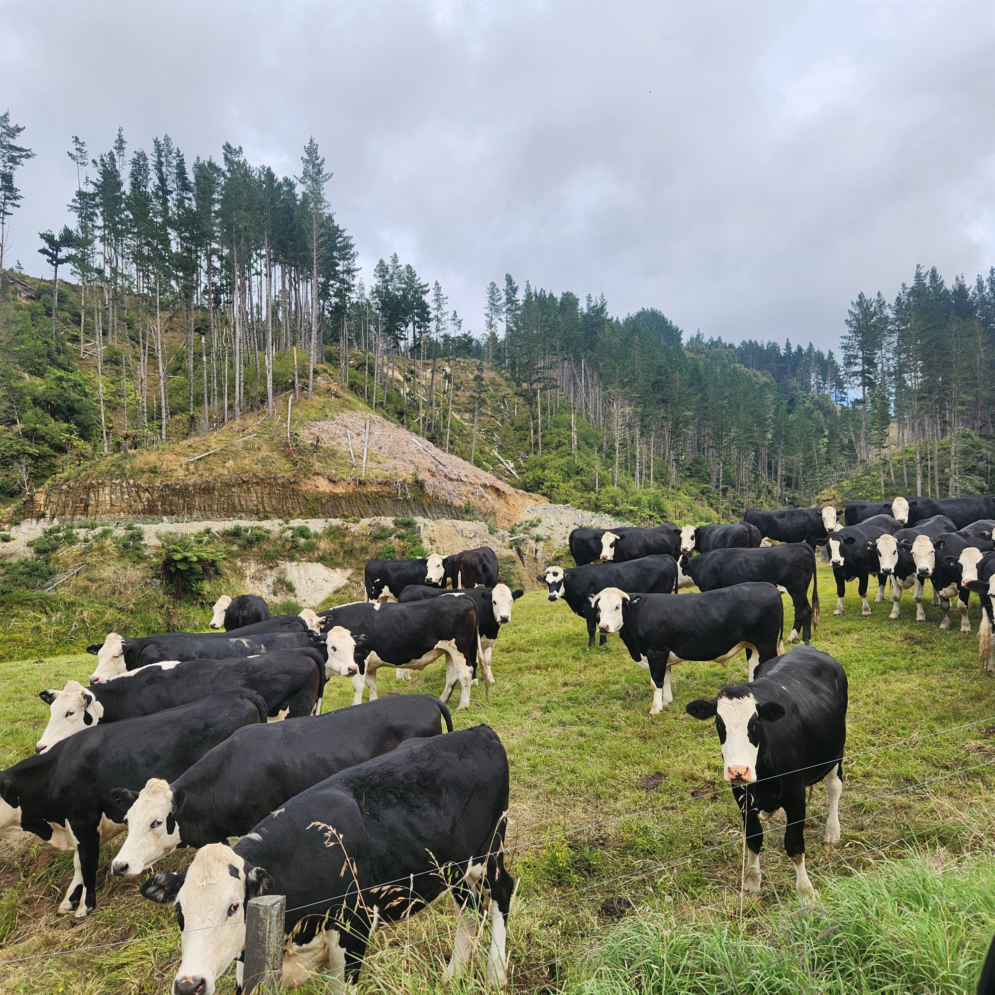 Mangaopapa Road image 2
