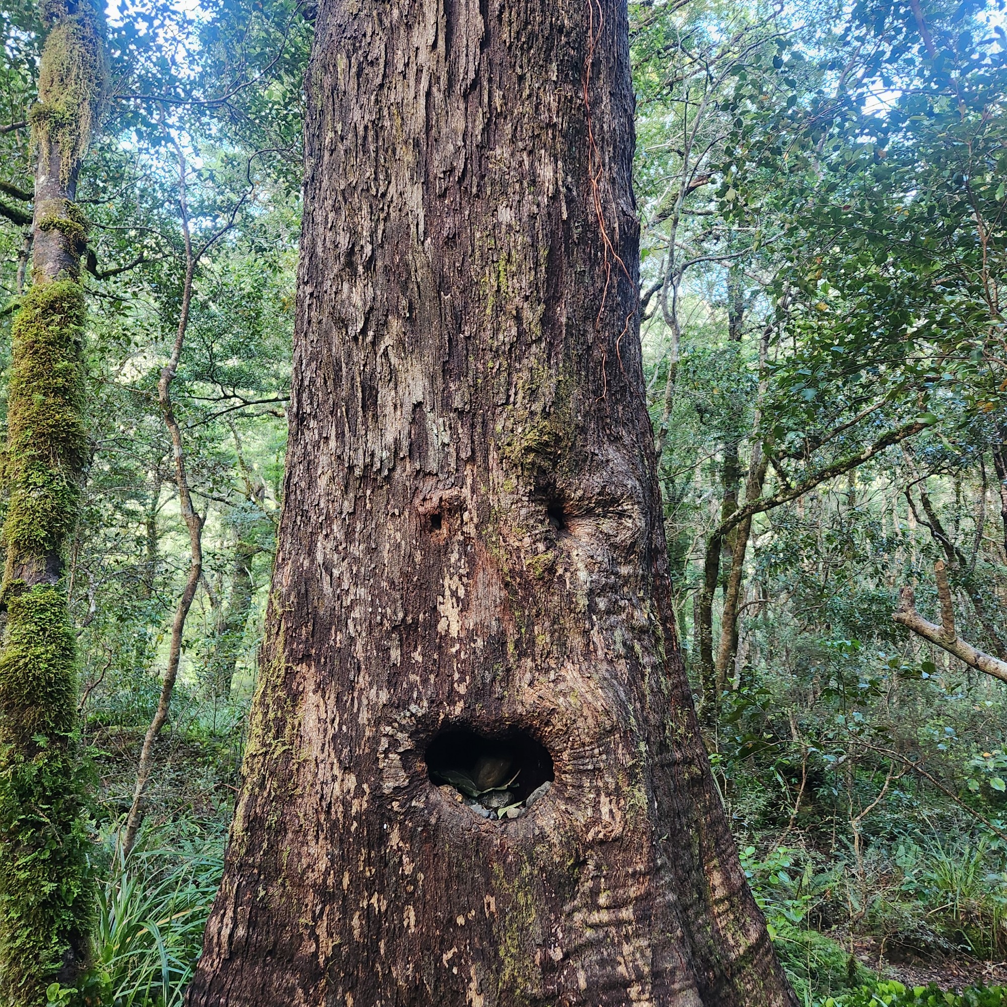 Holdsworth Campsite image 2
