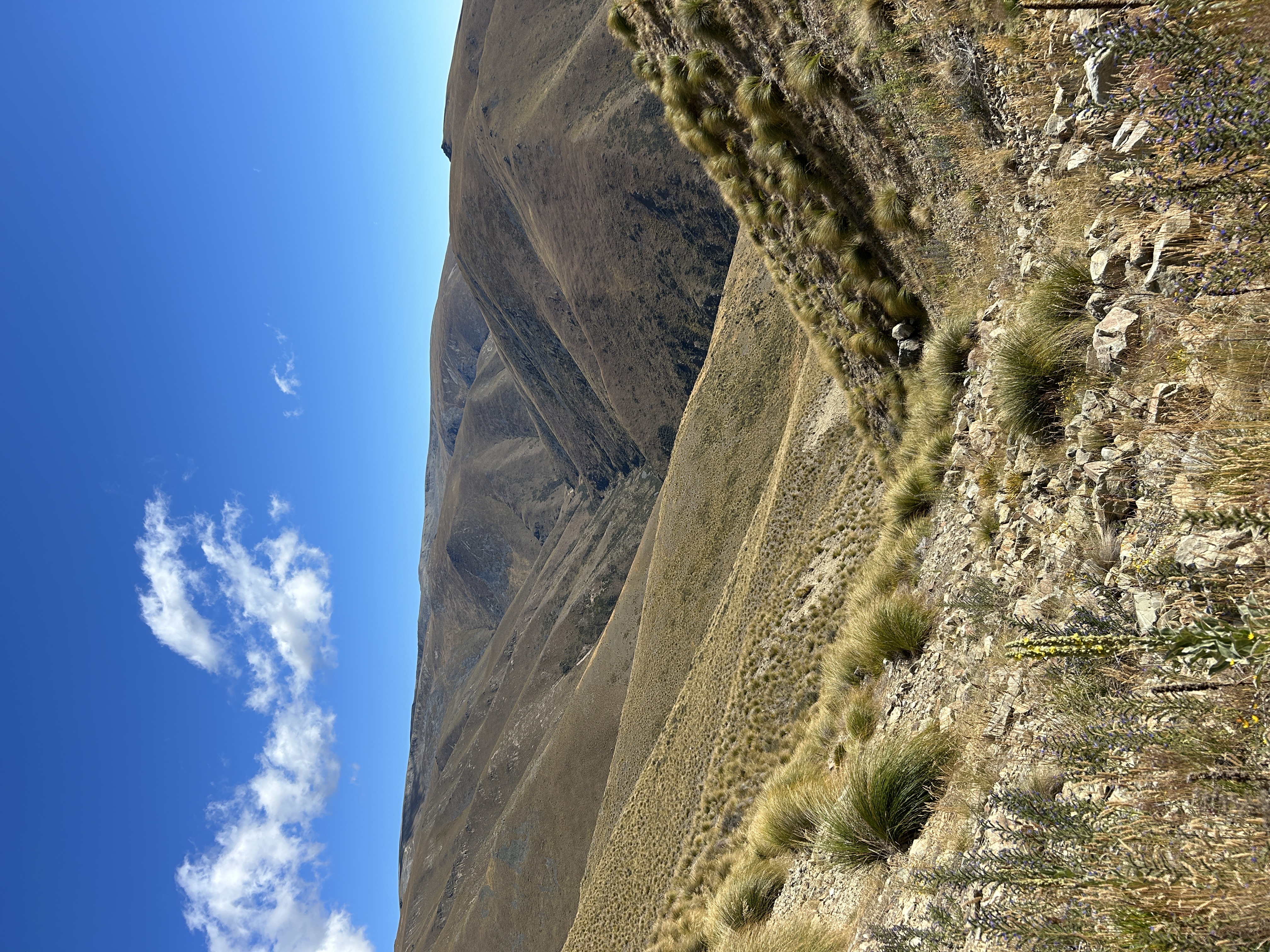 West Manuherikia (Omarama Saddle) image 8
