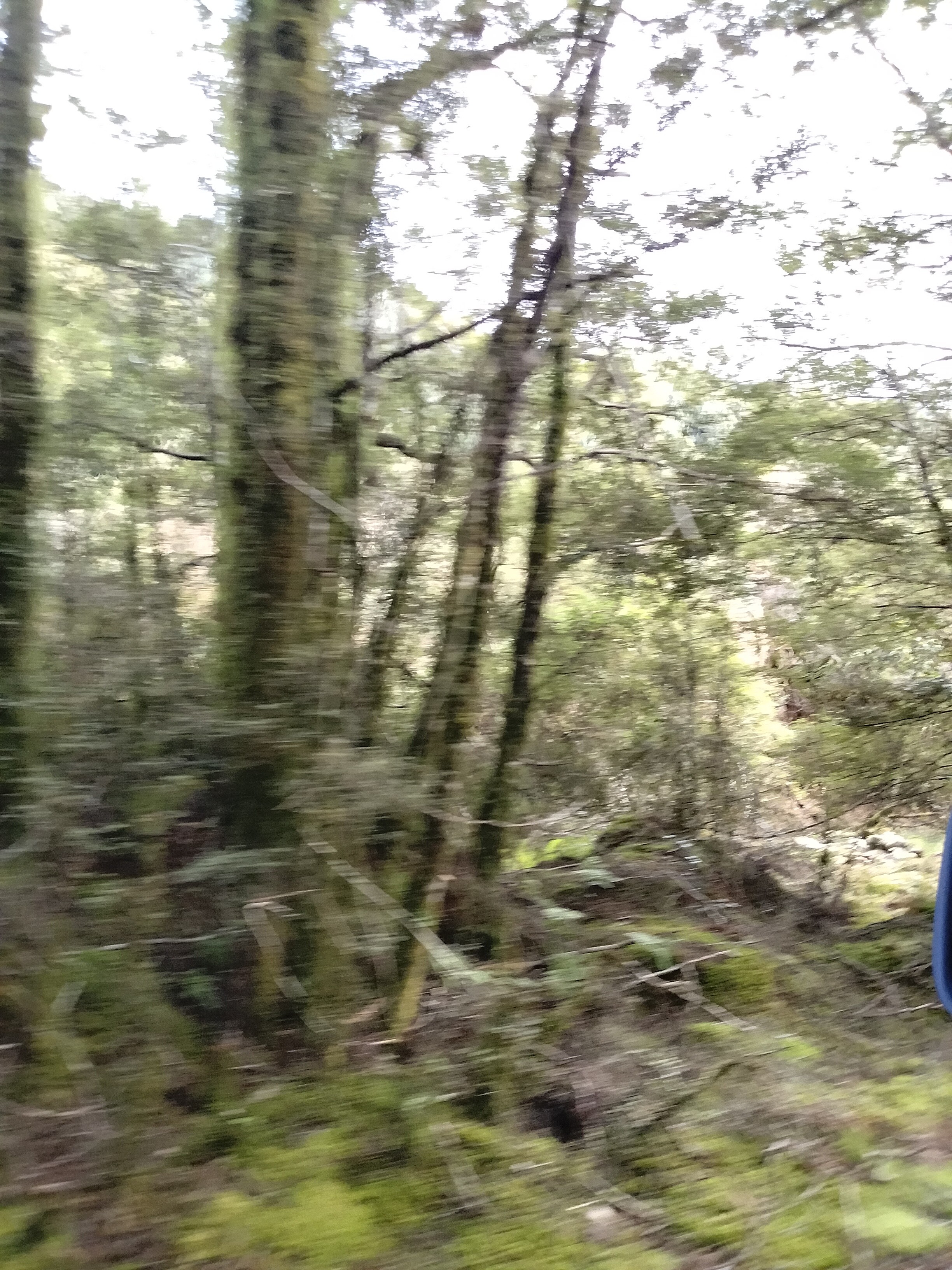 Moonlight Creek image 1