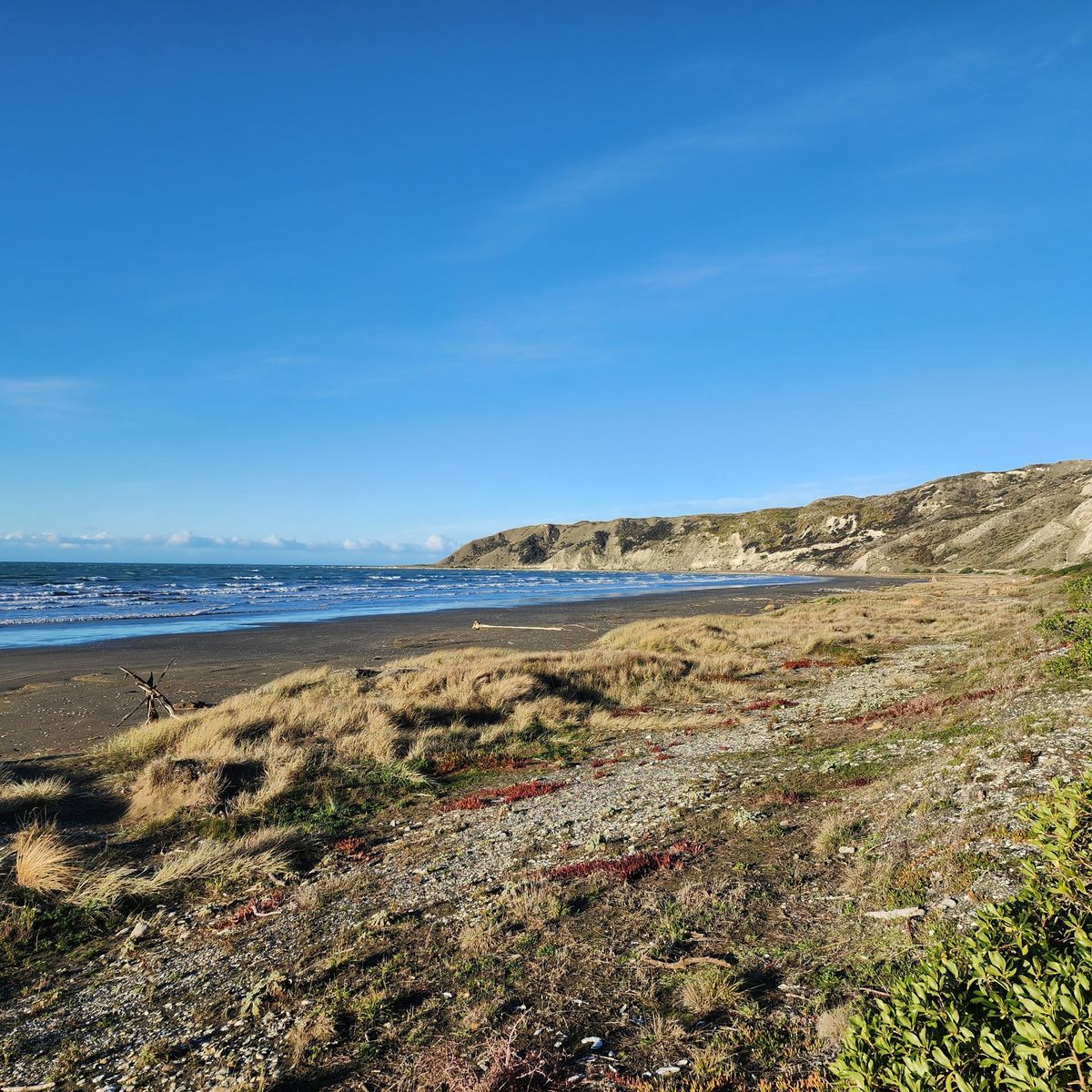 Marfells Beach Campsite image 3