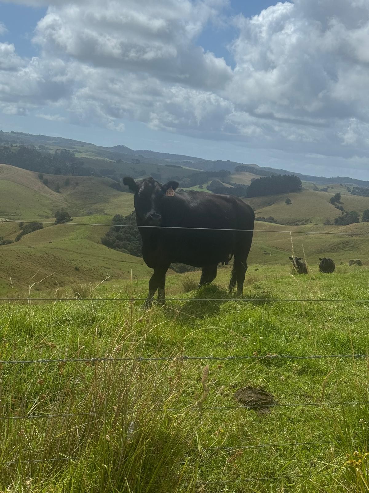 Kaipara Hills Road image 5