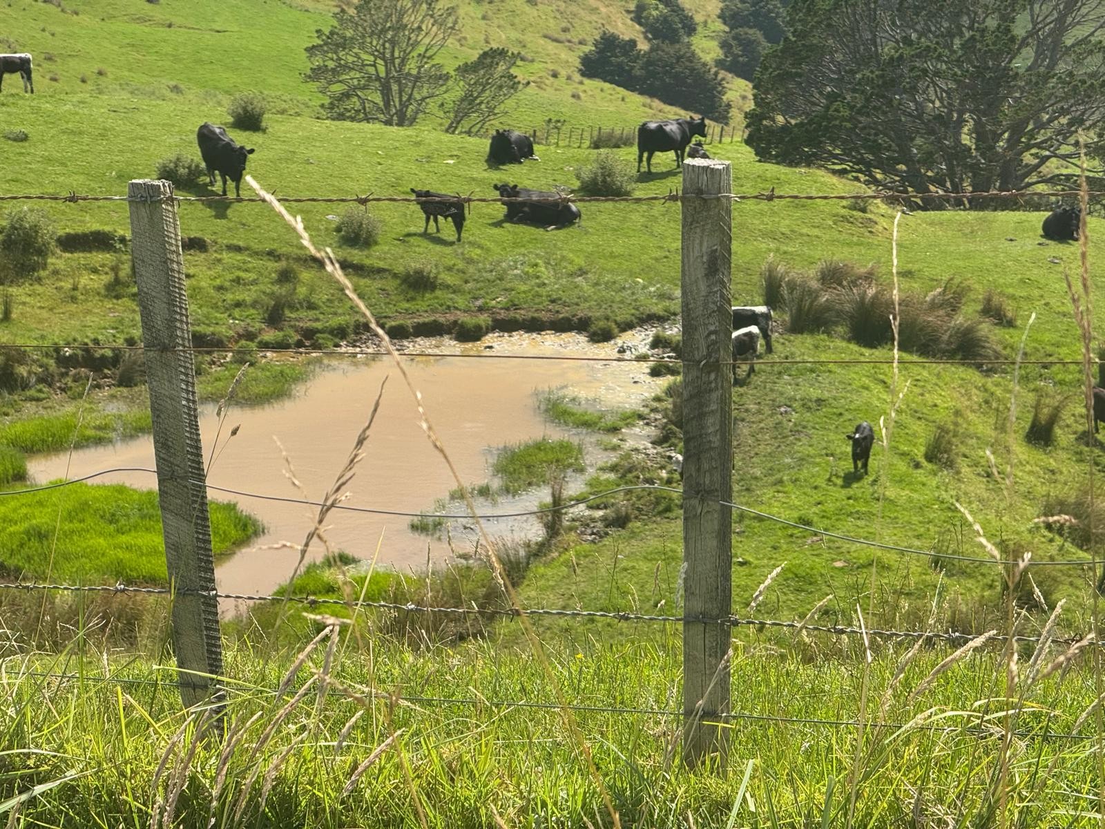 Kaipara Hills Road image 3