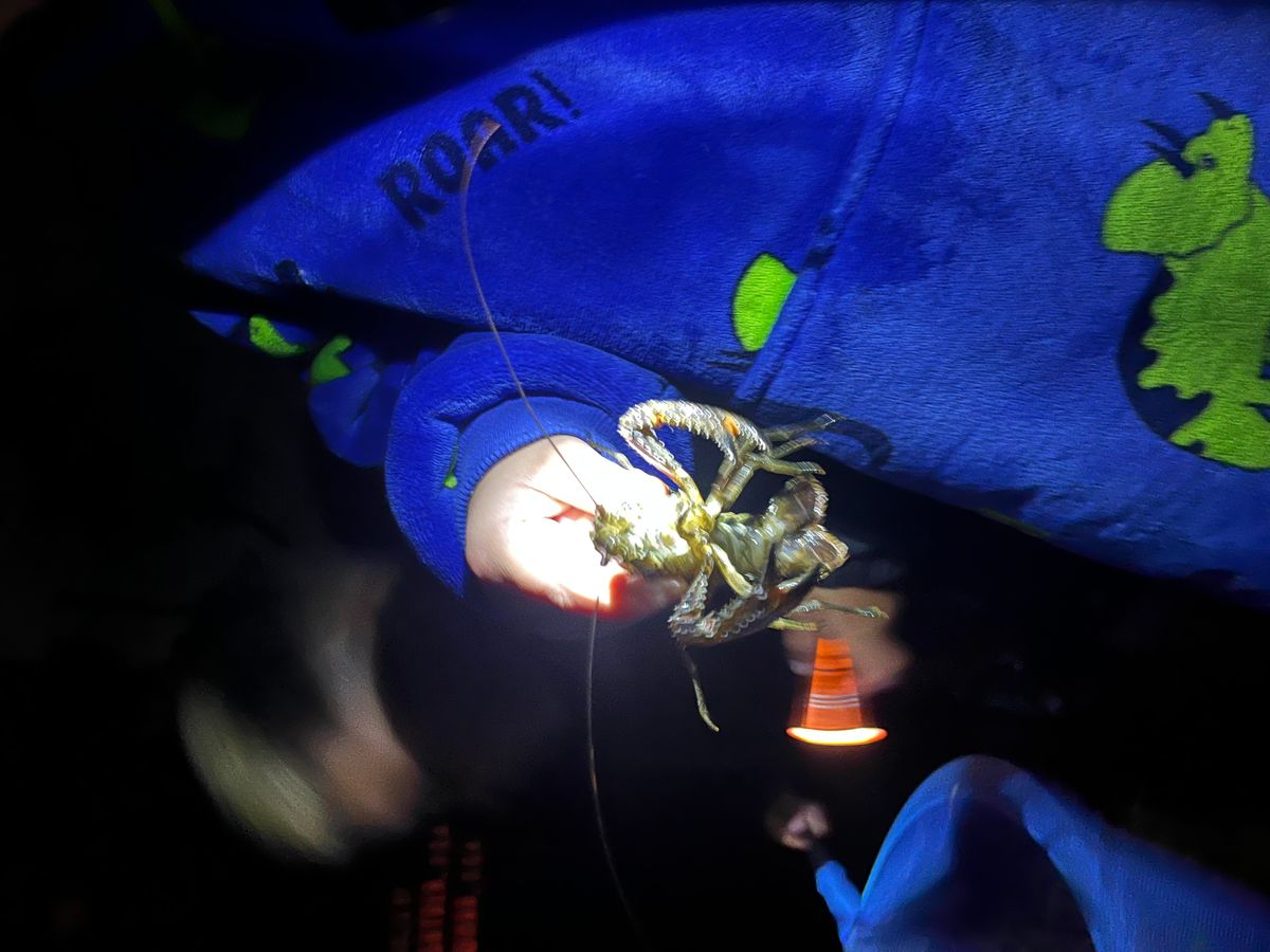 Lake Tarawera Outlet (Te Tapahoro) Camps image 2