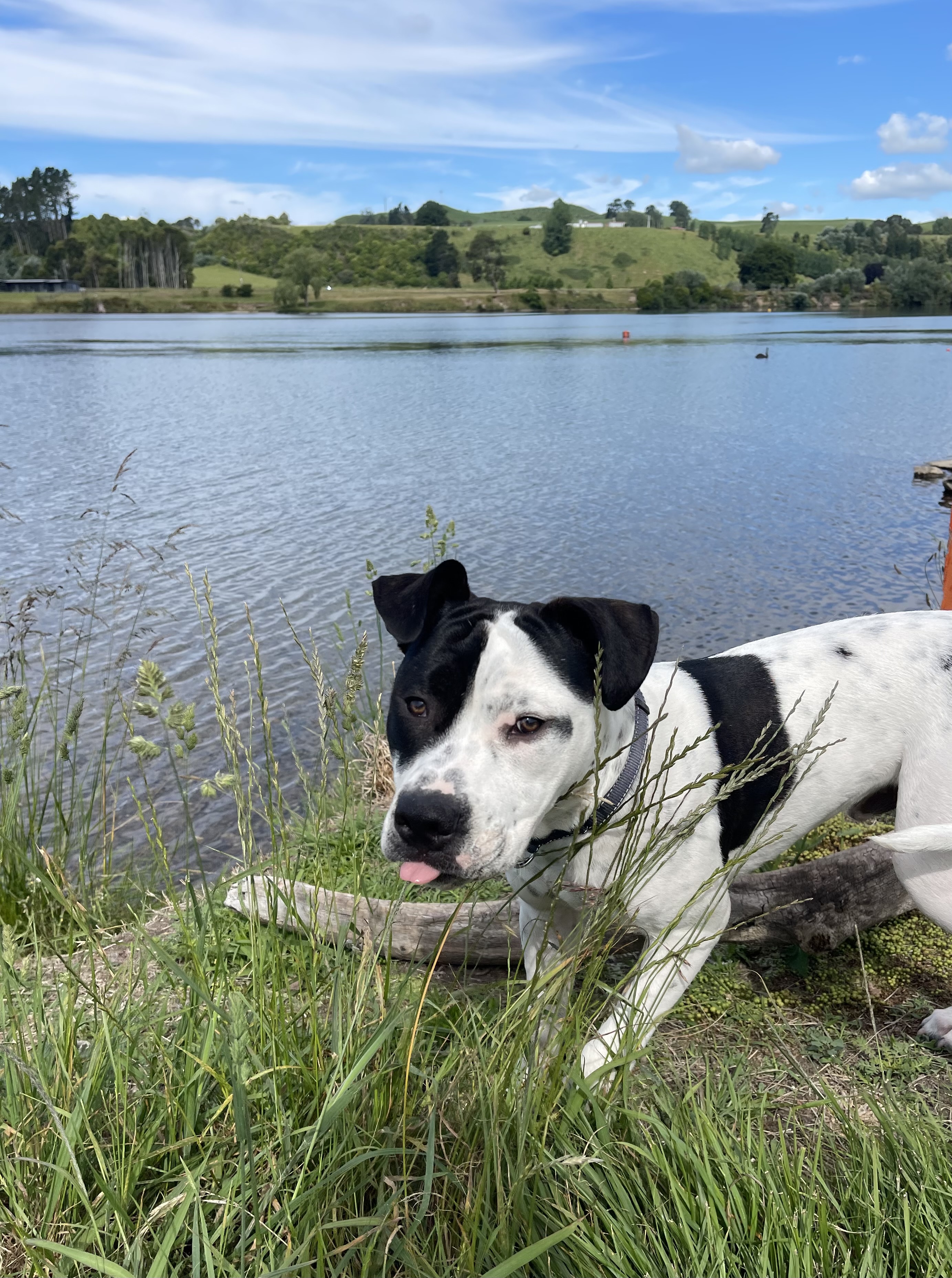 Arohena Campsite image 4