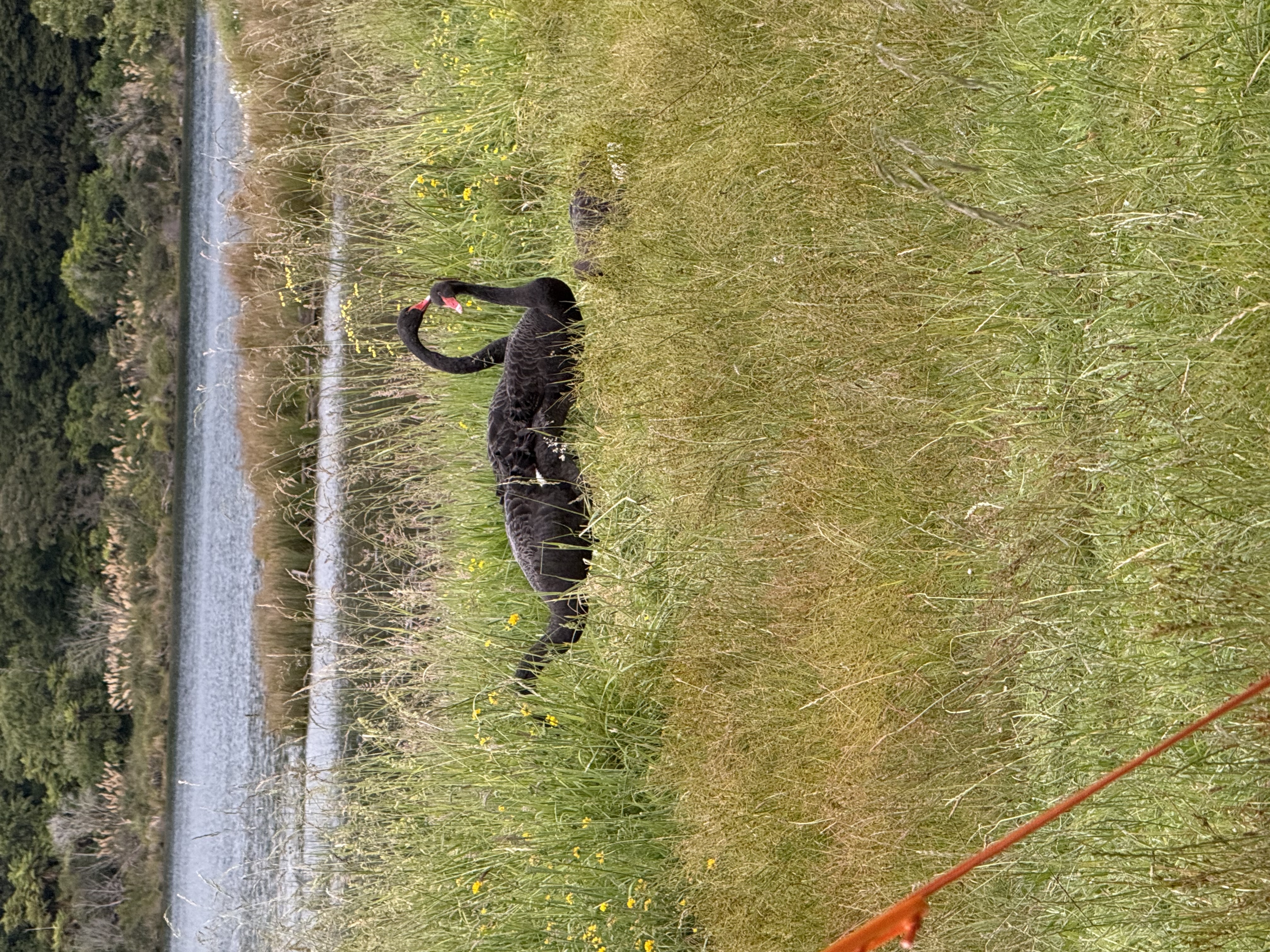 Mokau Landing Campsite image 2