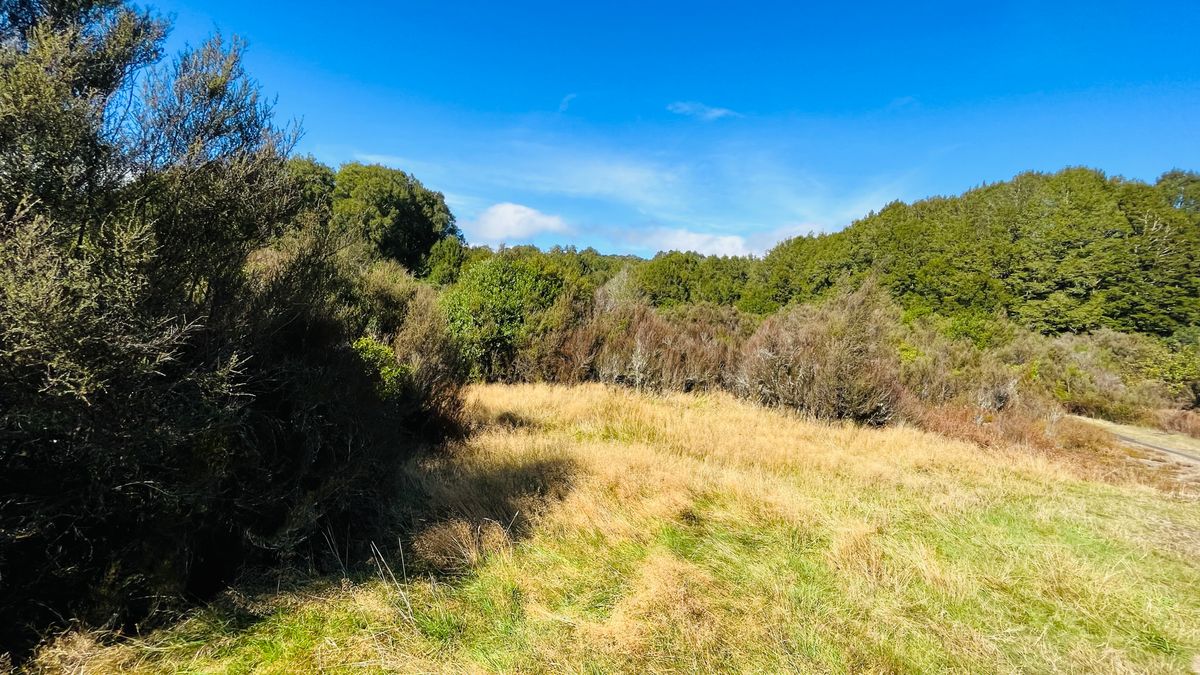 Clements Clearing Campsite image 5
