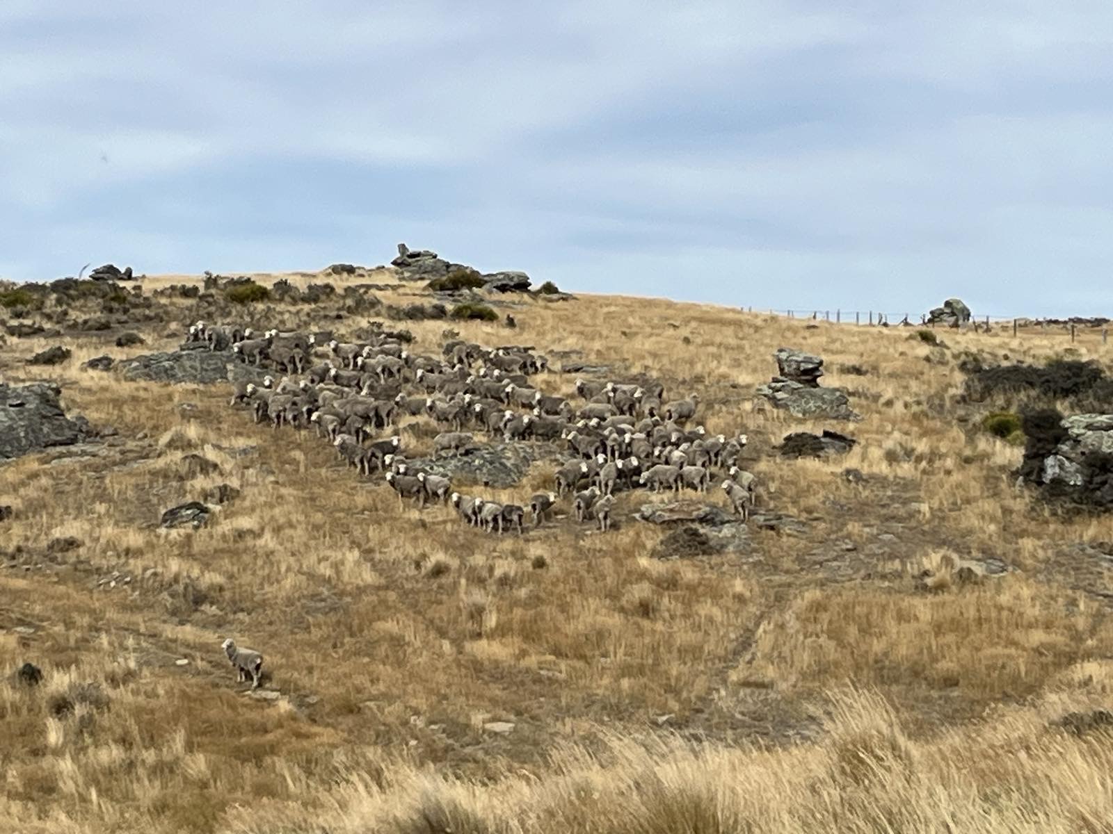 Garibaldi Diggings image 1