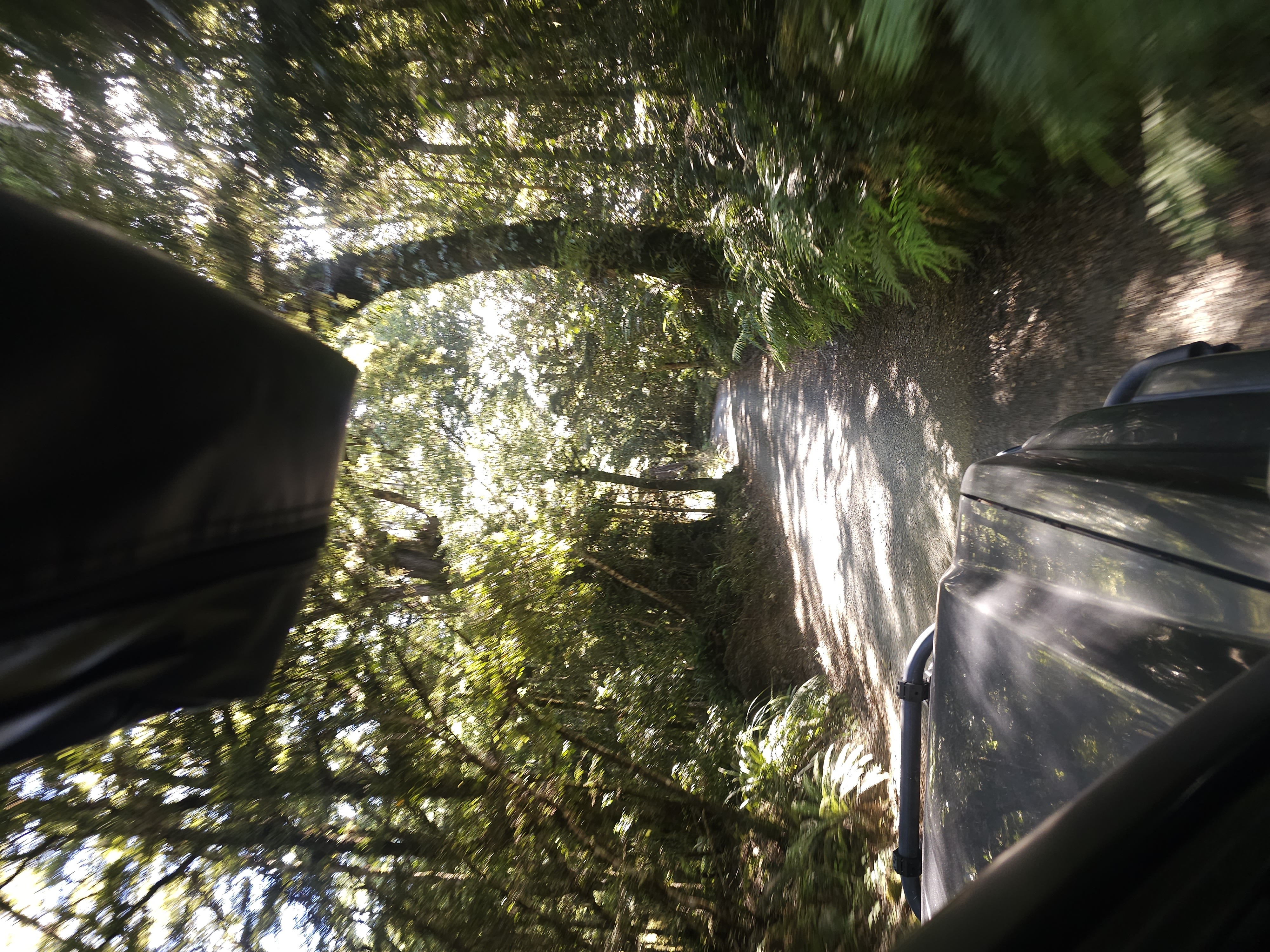 Kaimanawa Forest/Clements Mill image 7