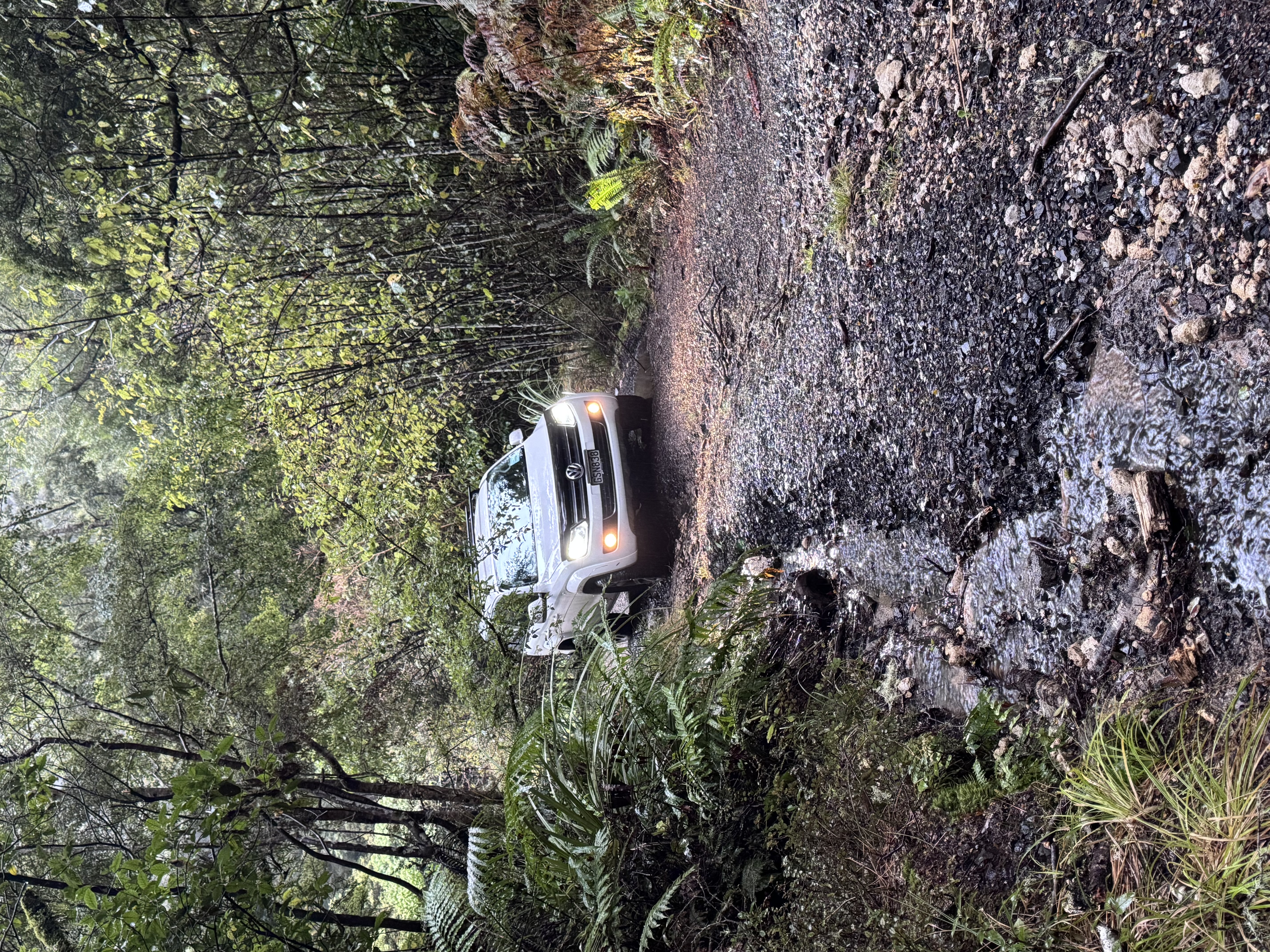 Kaimanawa Forest/Clements Mill image 3