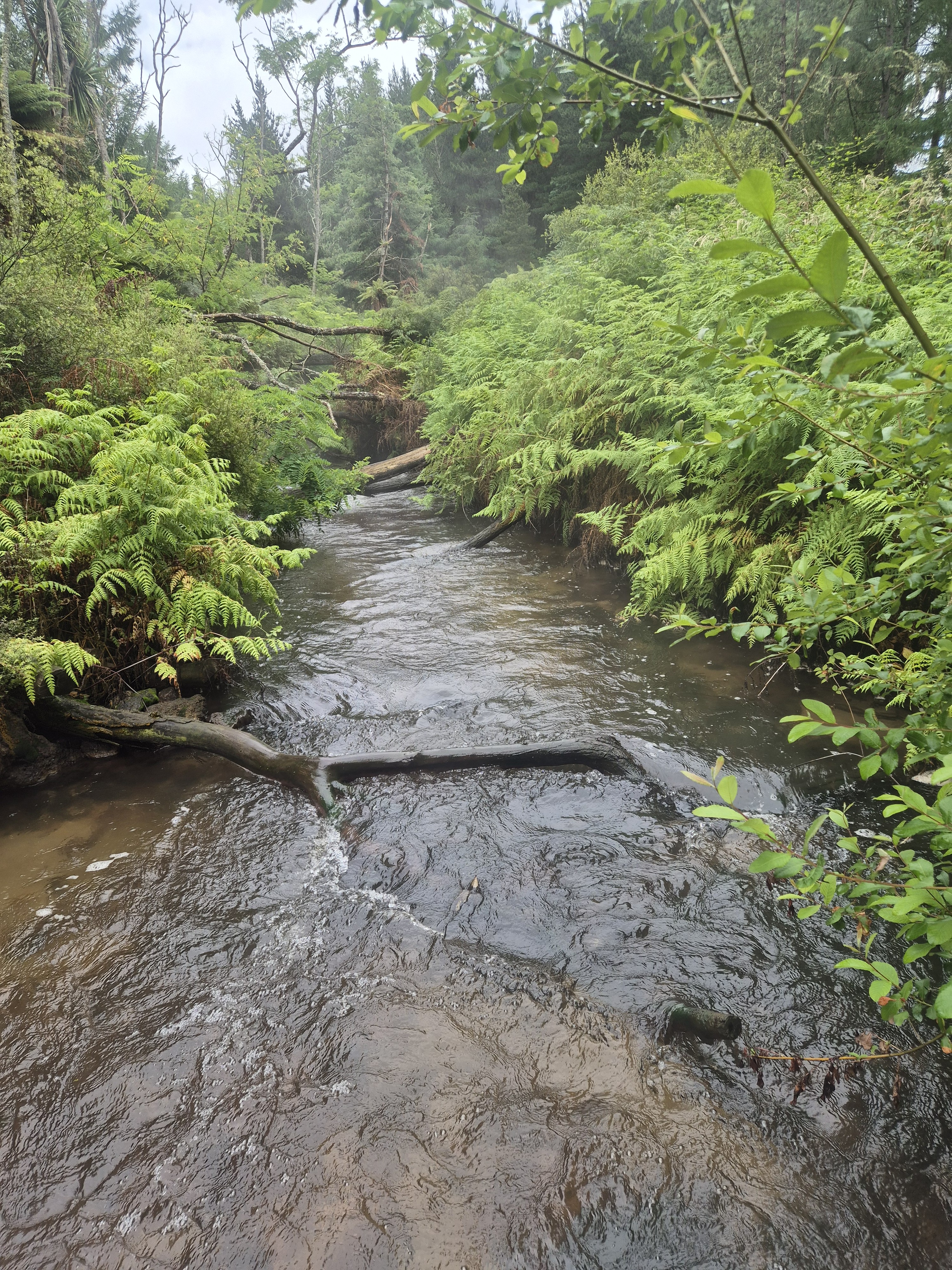 Old Waiotapu Road/Kerosene Creek image 1